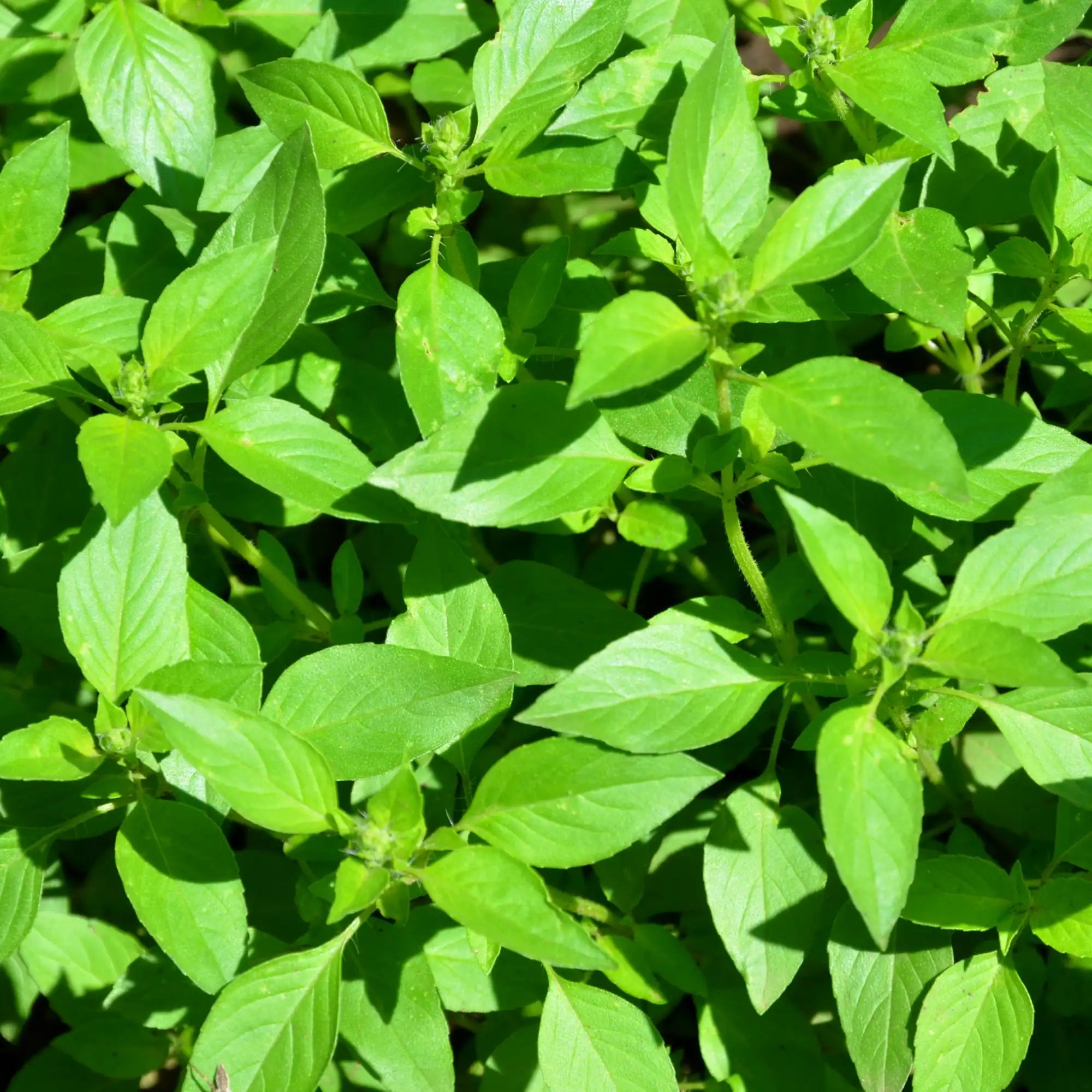 Basil Lemon