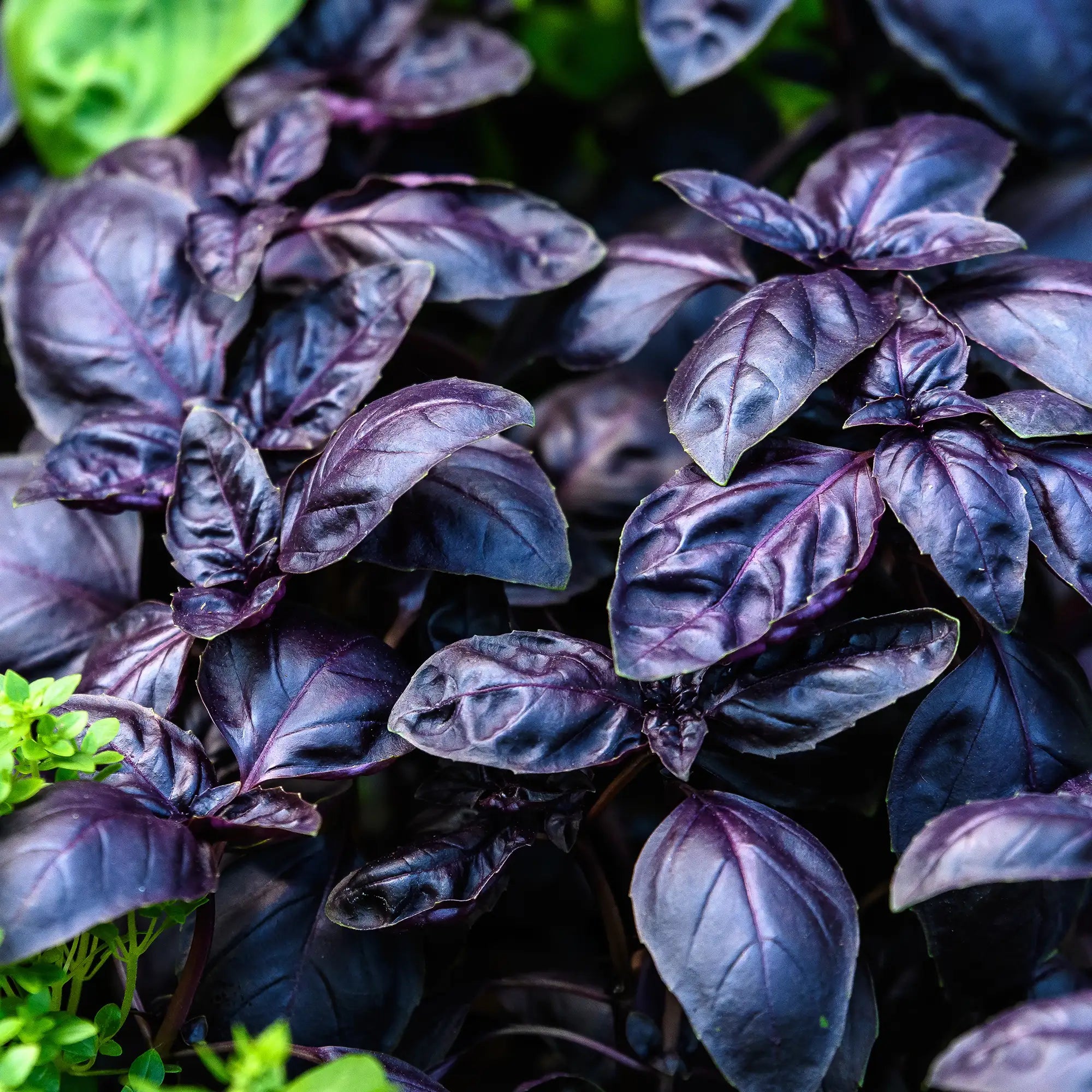 Basil Red