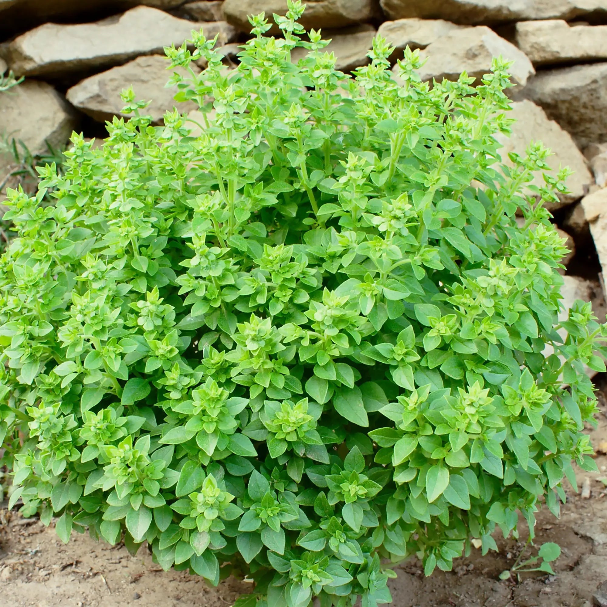 Basil Small Leaf