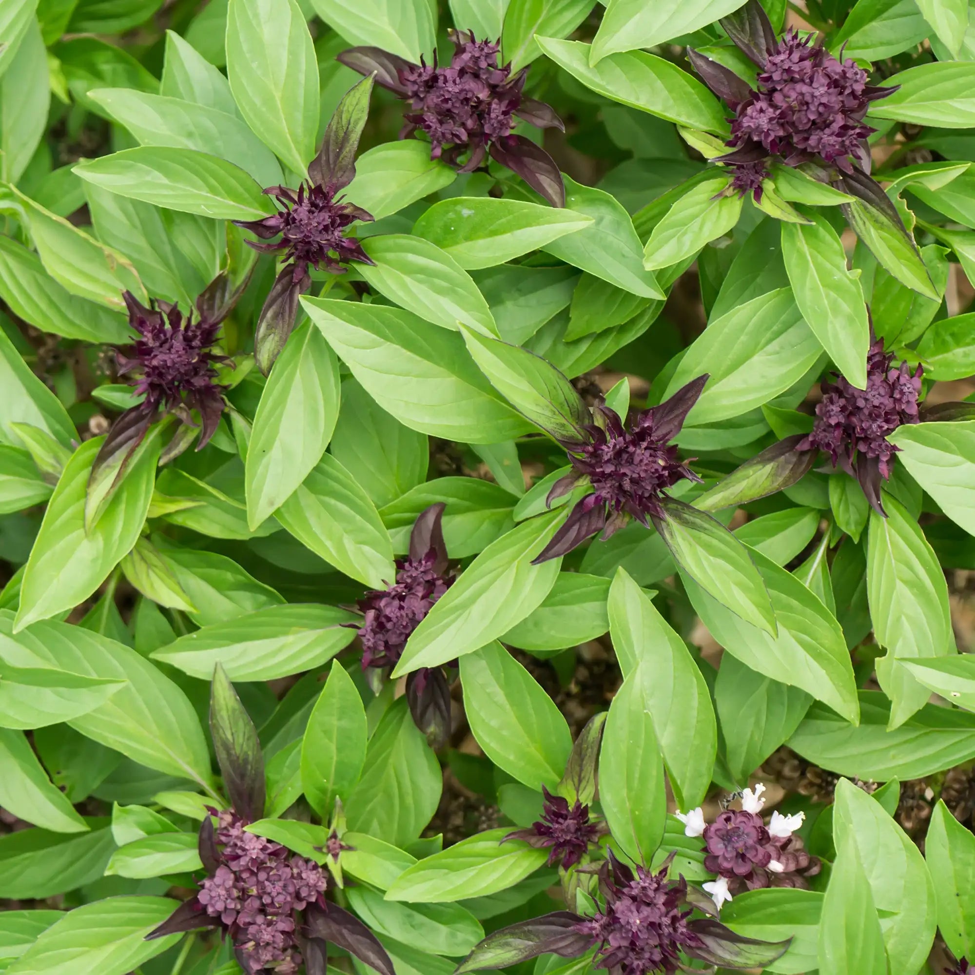 Basil Sweet Thai