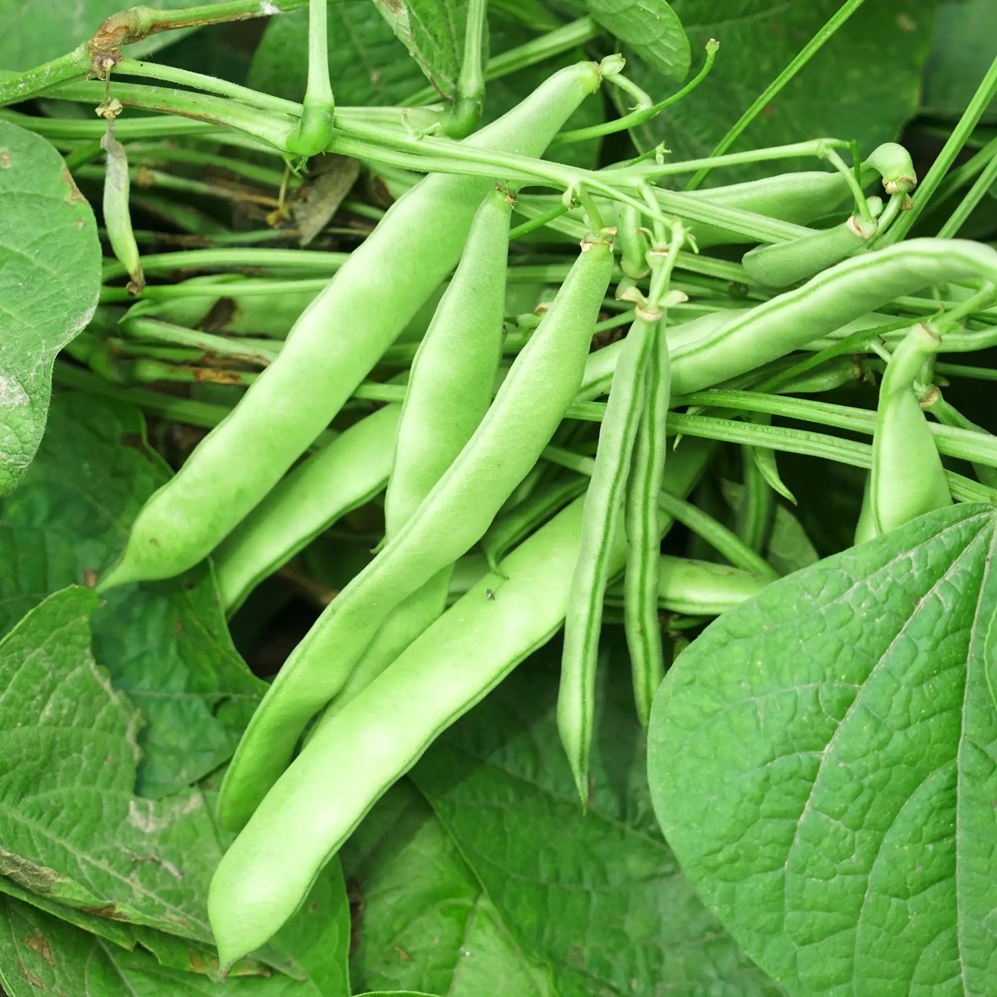Bean Green 'Roma II'