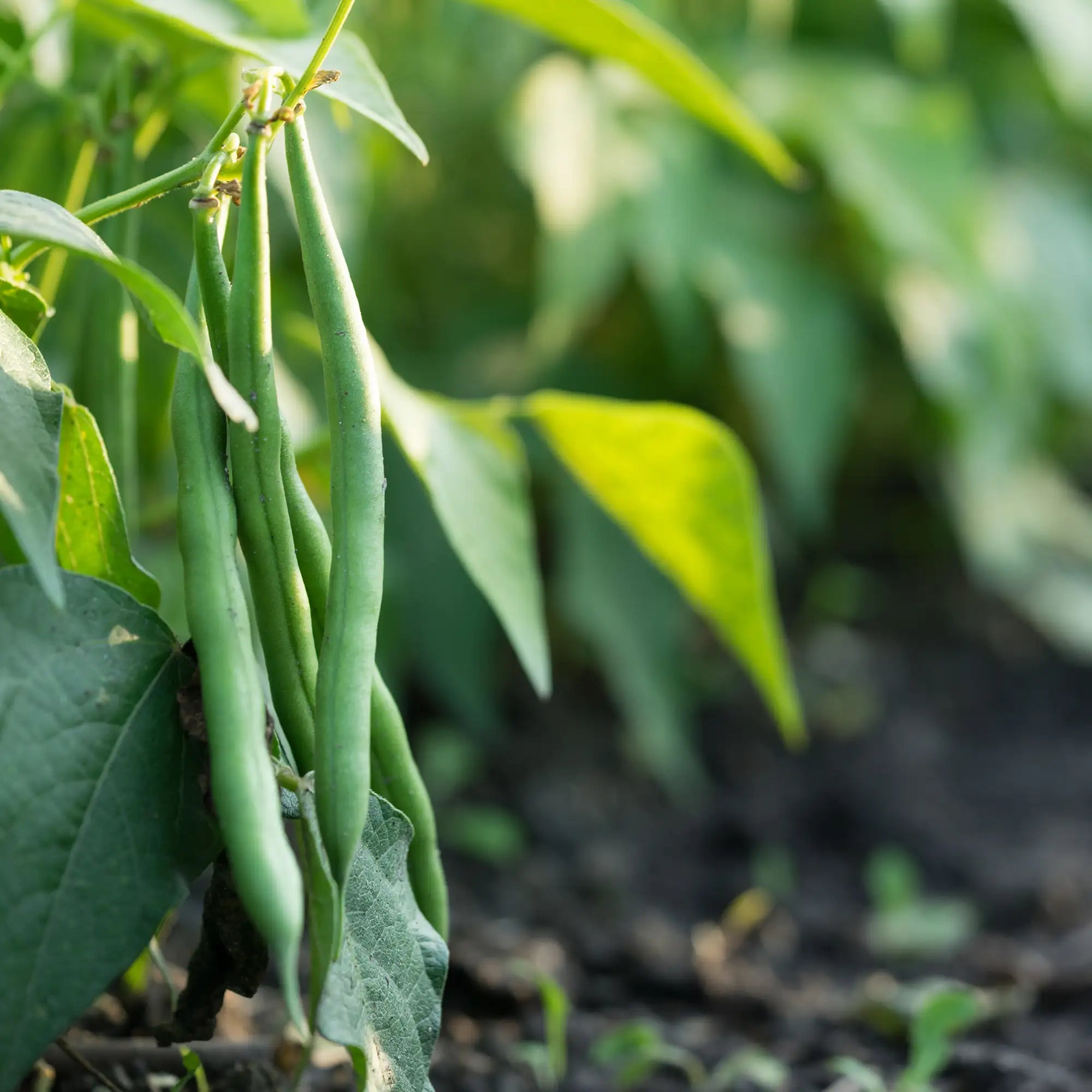 Bean Green 'Seychelles'