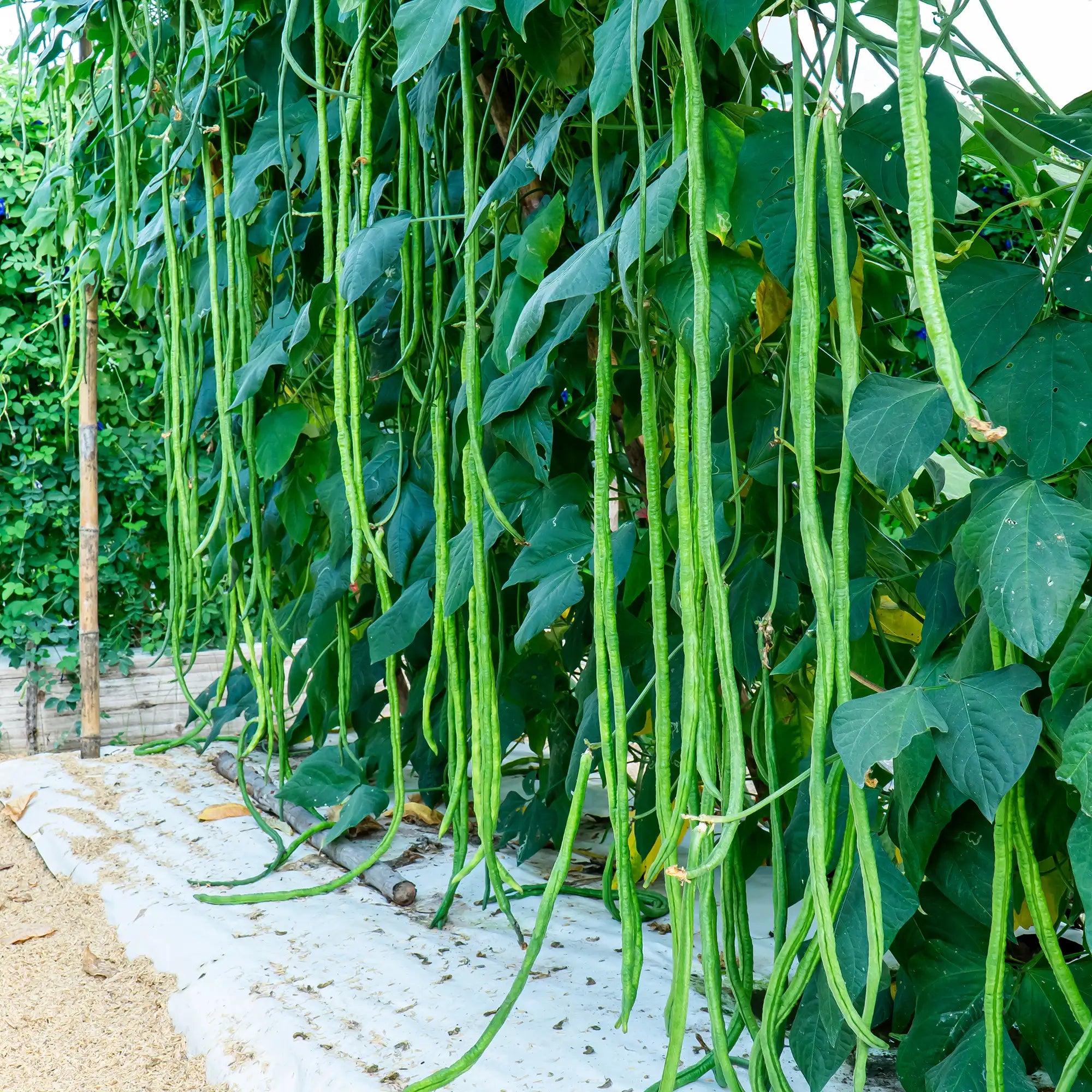 Bean Yard Long 'Python'