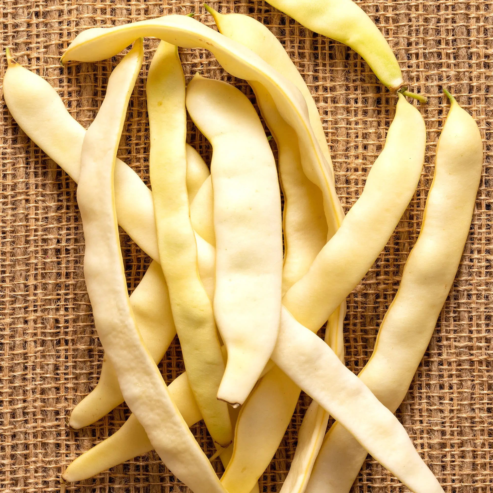 Bean Yellow 'Capitano'