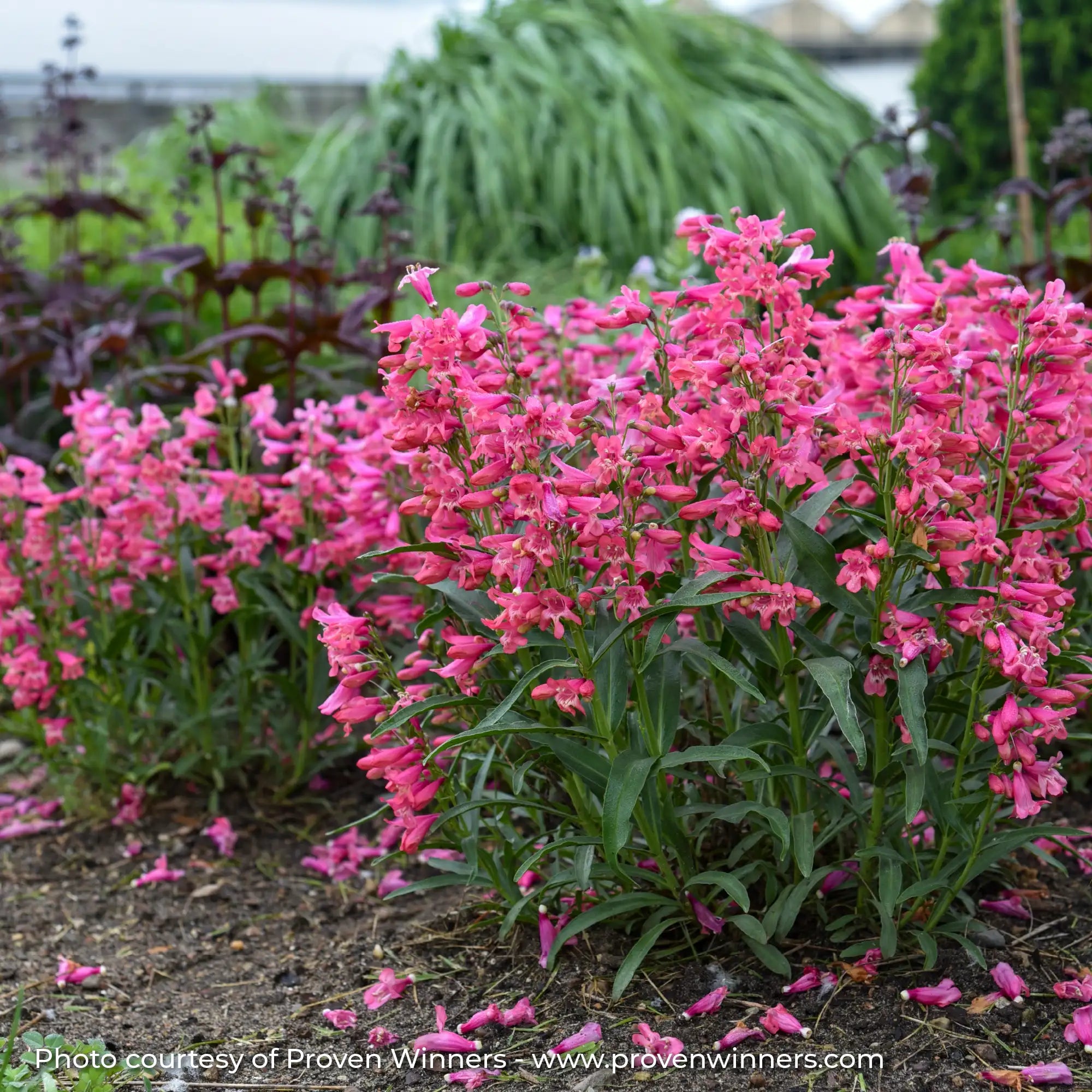 Hot Pink Beardtongue in a garden
