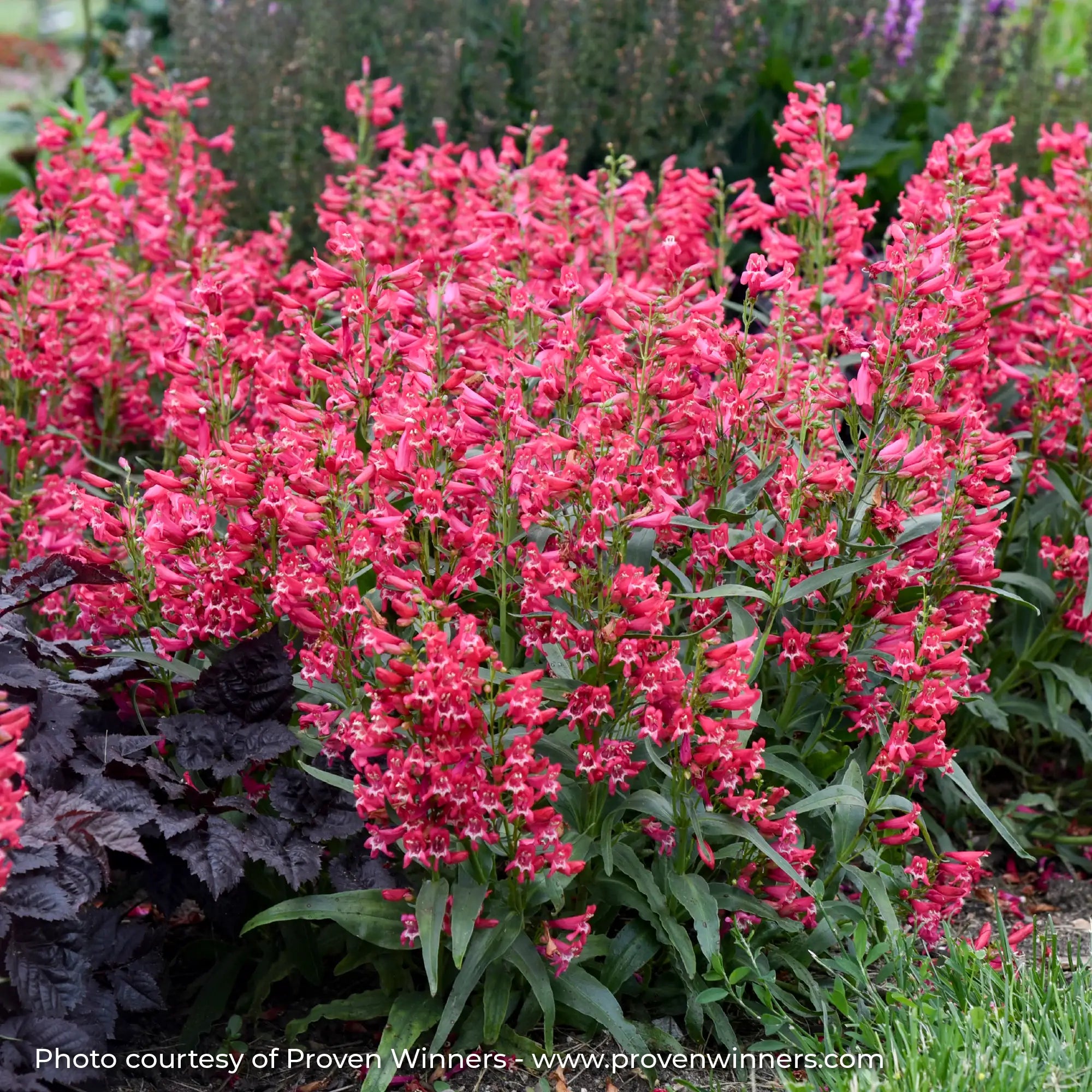 Dark Pink Beardtongue with hints of white on the flowers in a garden