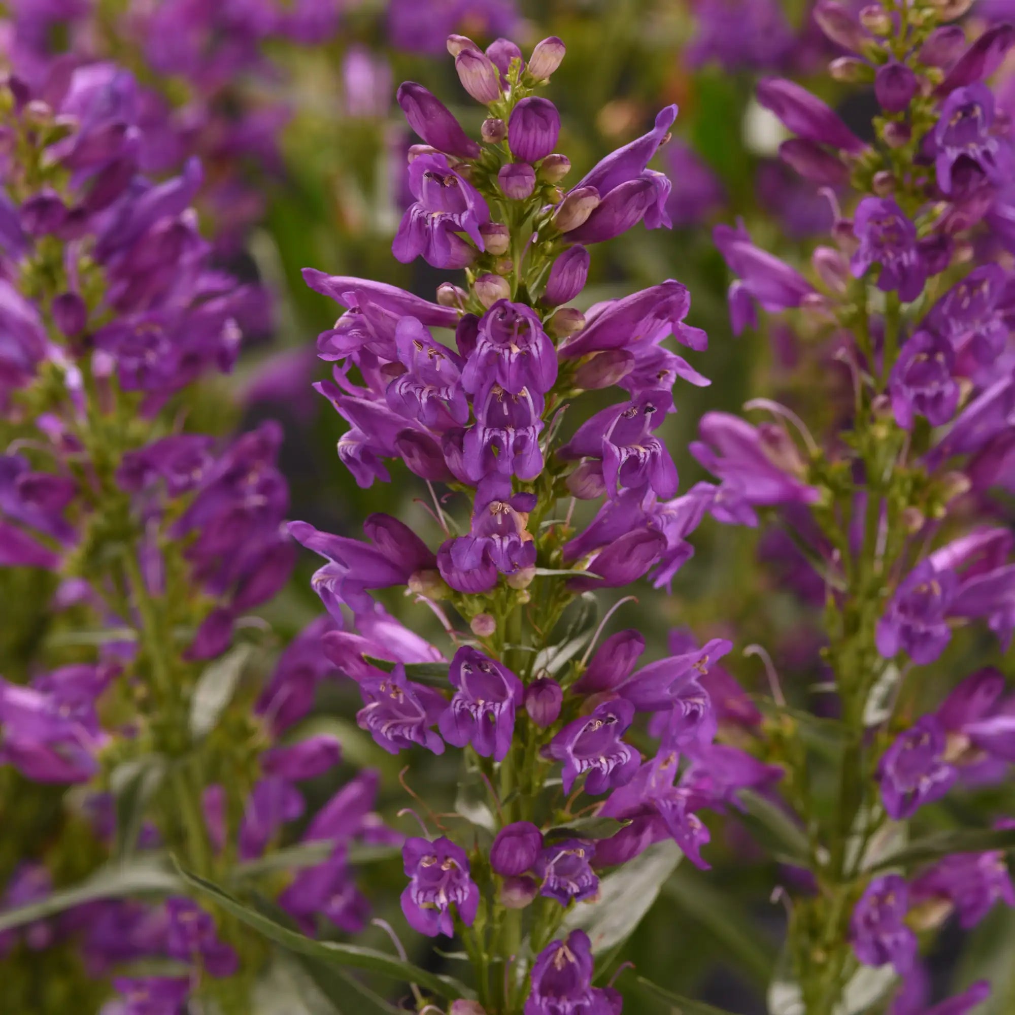 Close-up of Light Purple Beardtongue flowers.