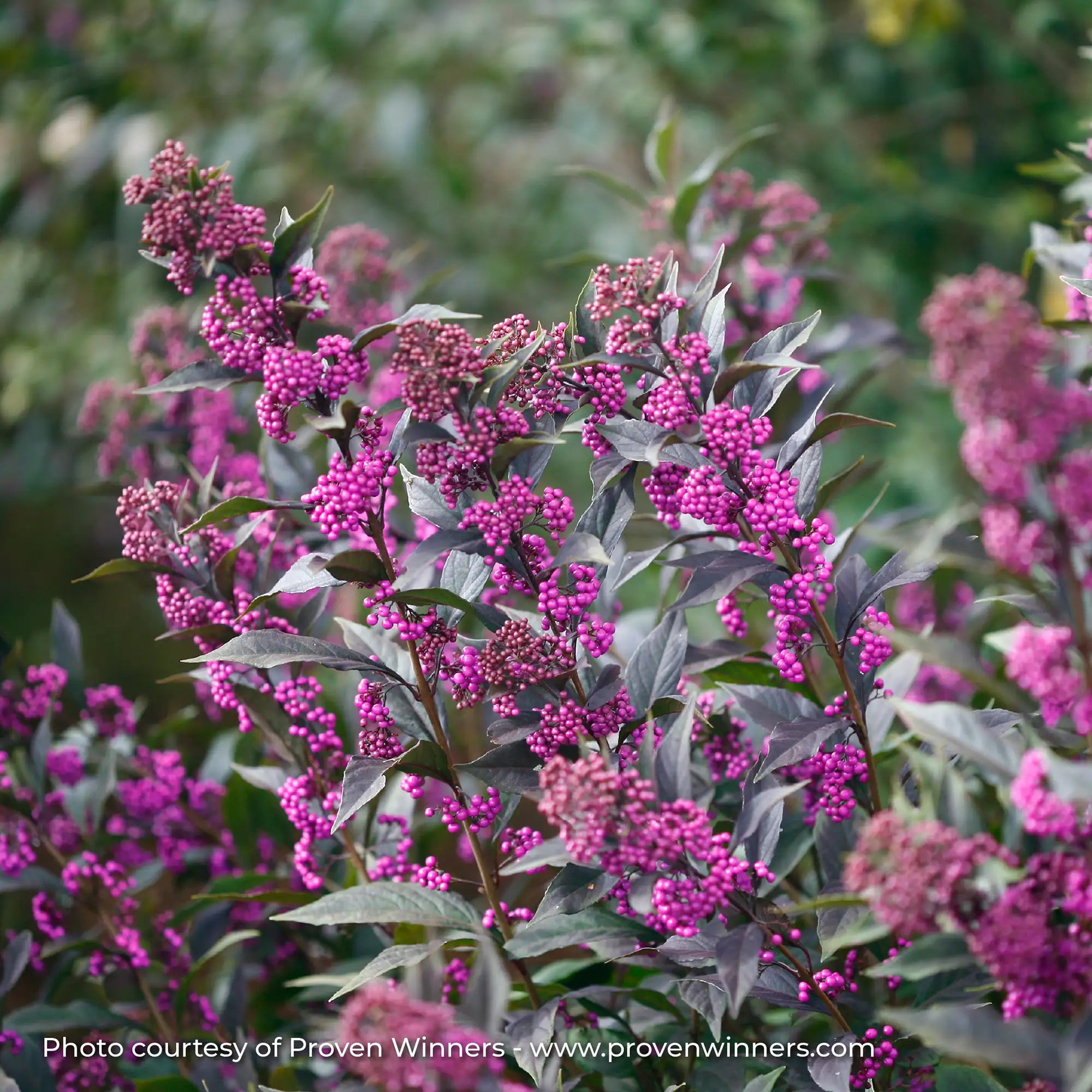 Beautyberry 'Pearl Glam®'