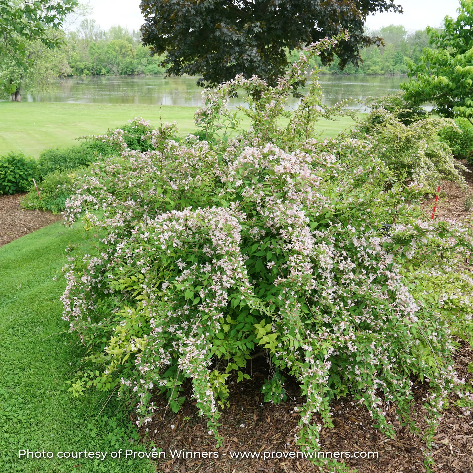 Beautybush 'Jolene Jolene®'