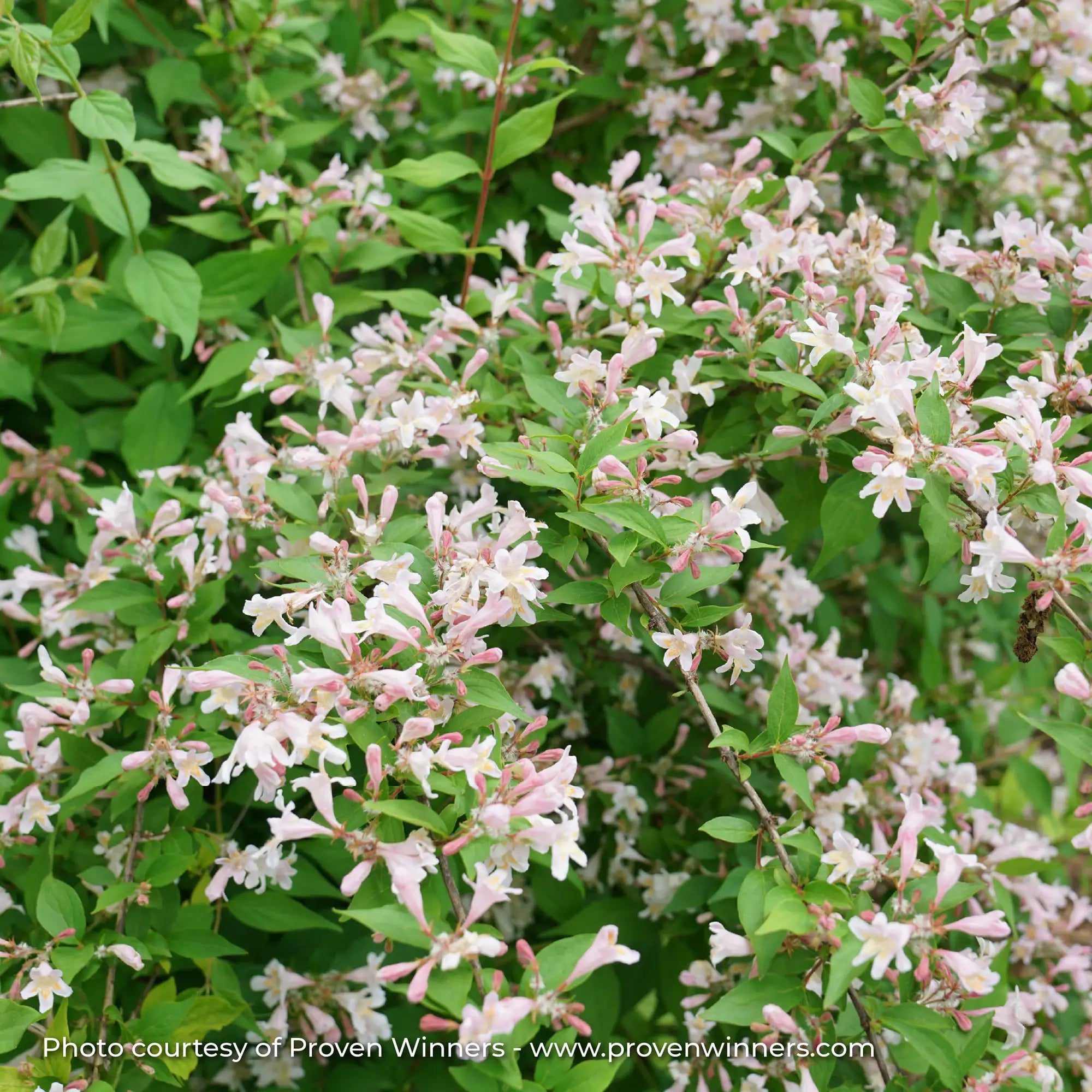 Beautybush 'Jolene Jolene®'