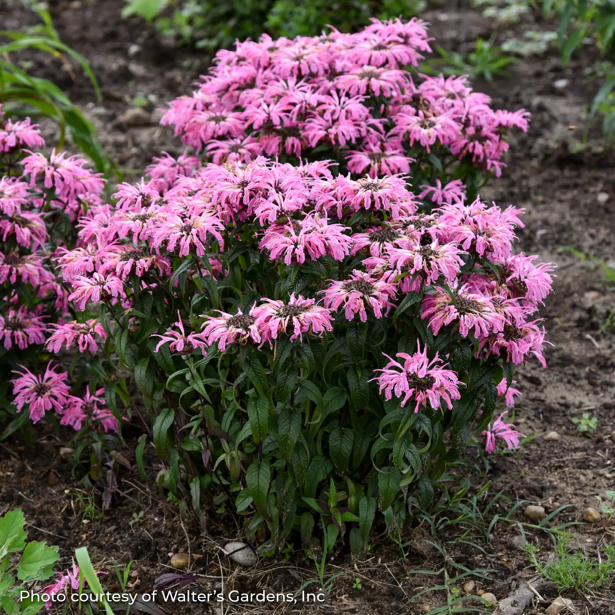 Bee Balm 'Electric Neon Coral'