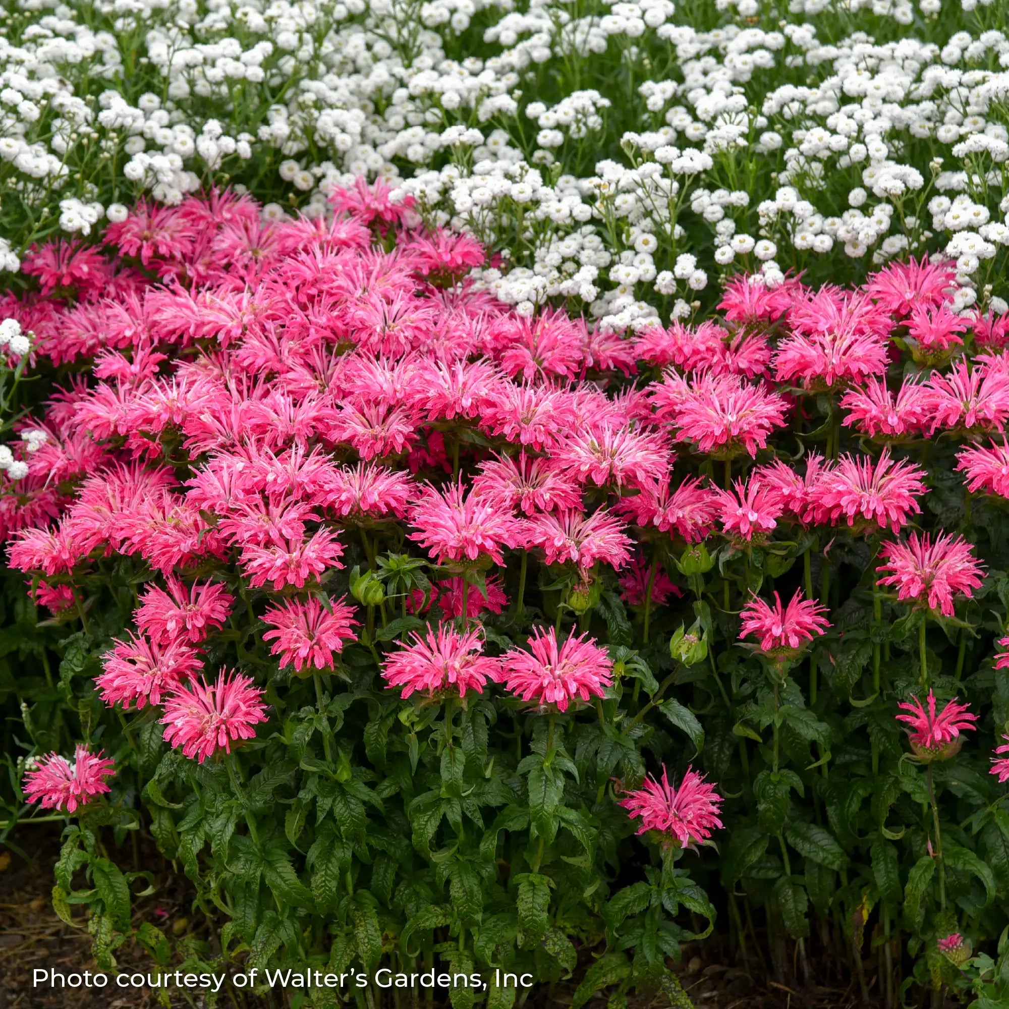 Bee Balm 'Electric Neon Pink'