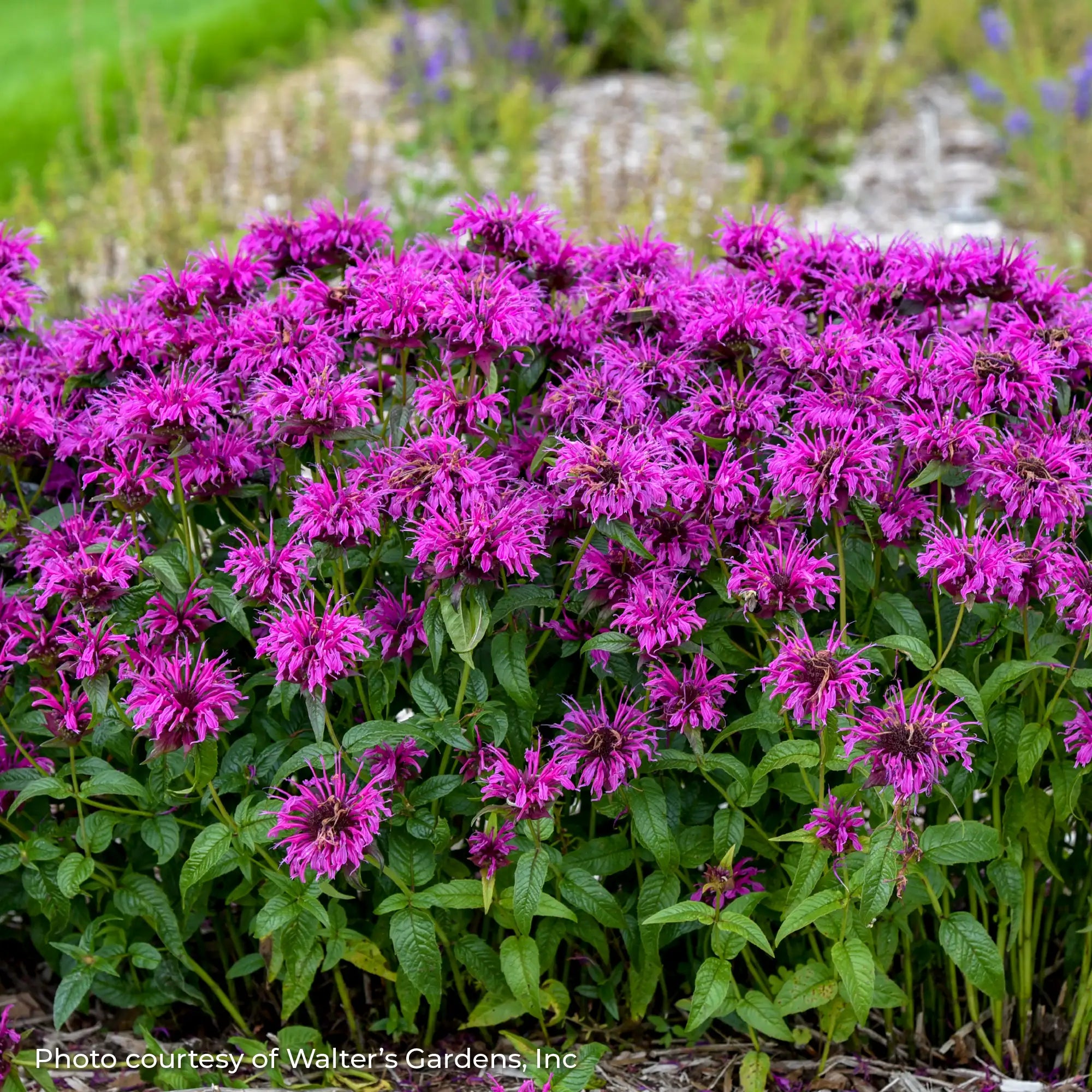 Bee Balm 'Electric Neon Purple'