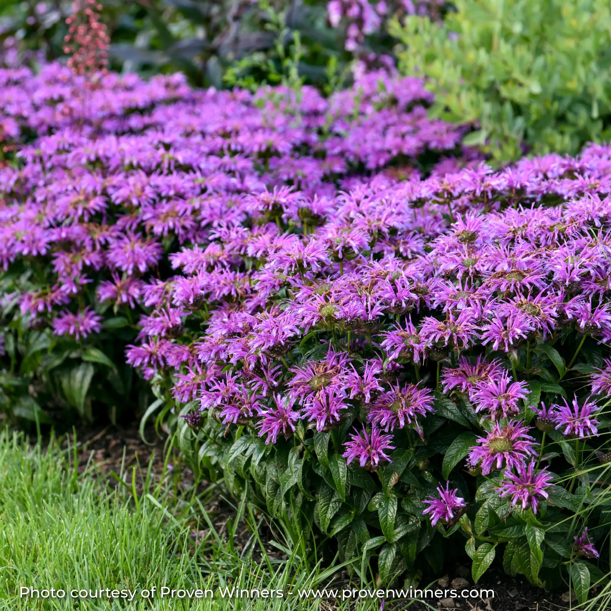 Light Purple Bee Balm in a garden
