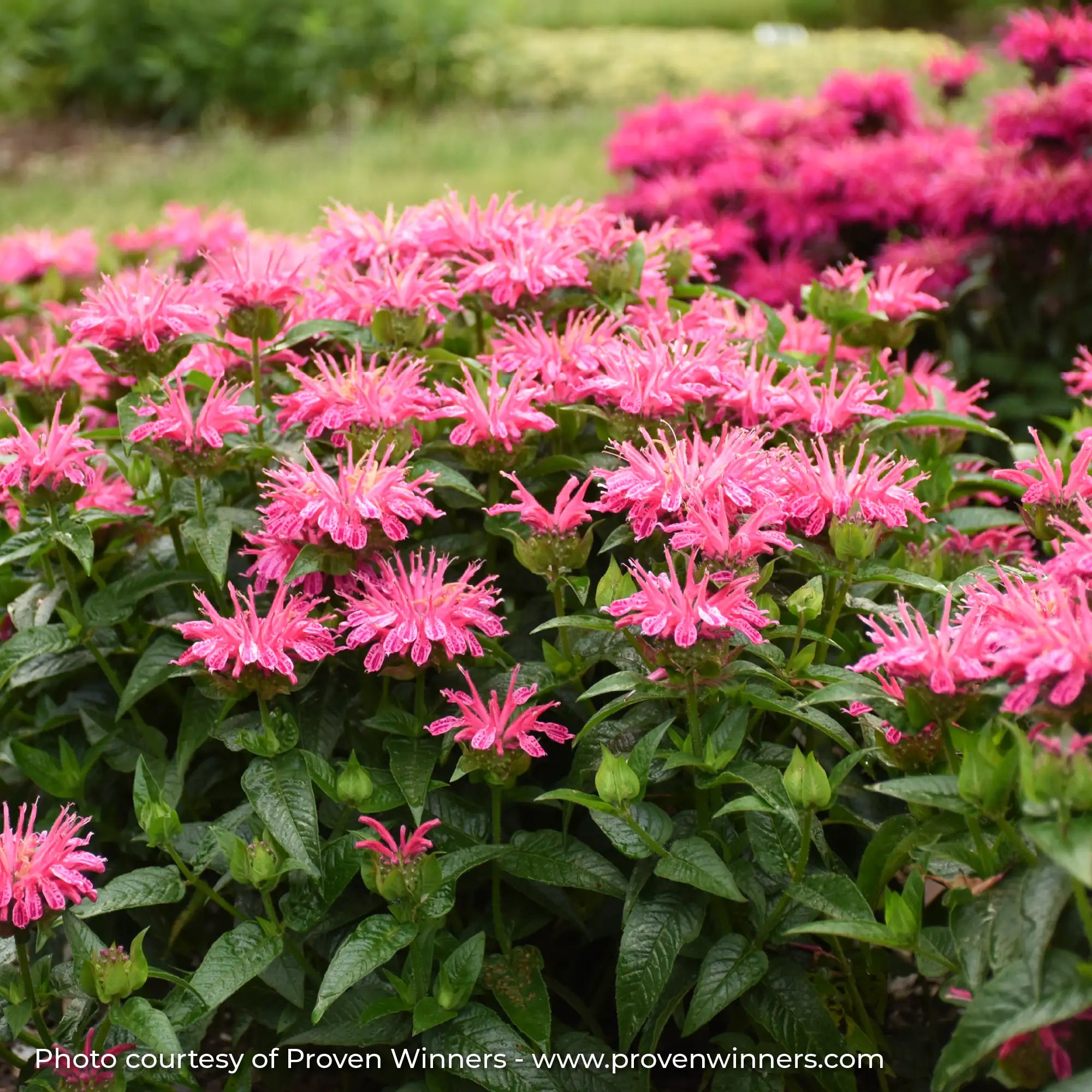 Close-up of Bright Pink Bee Balm in a garden