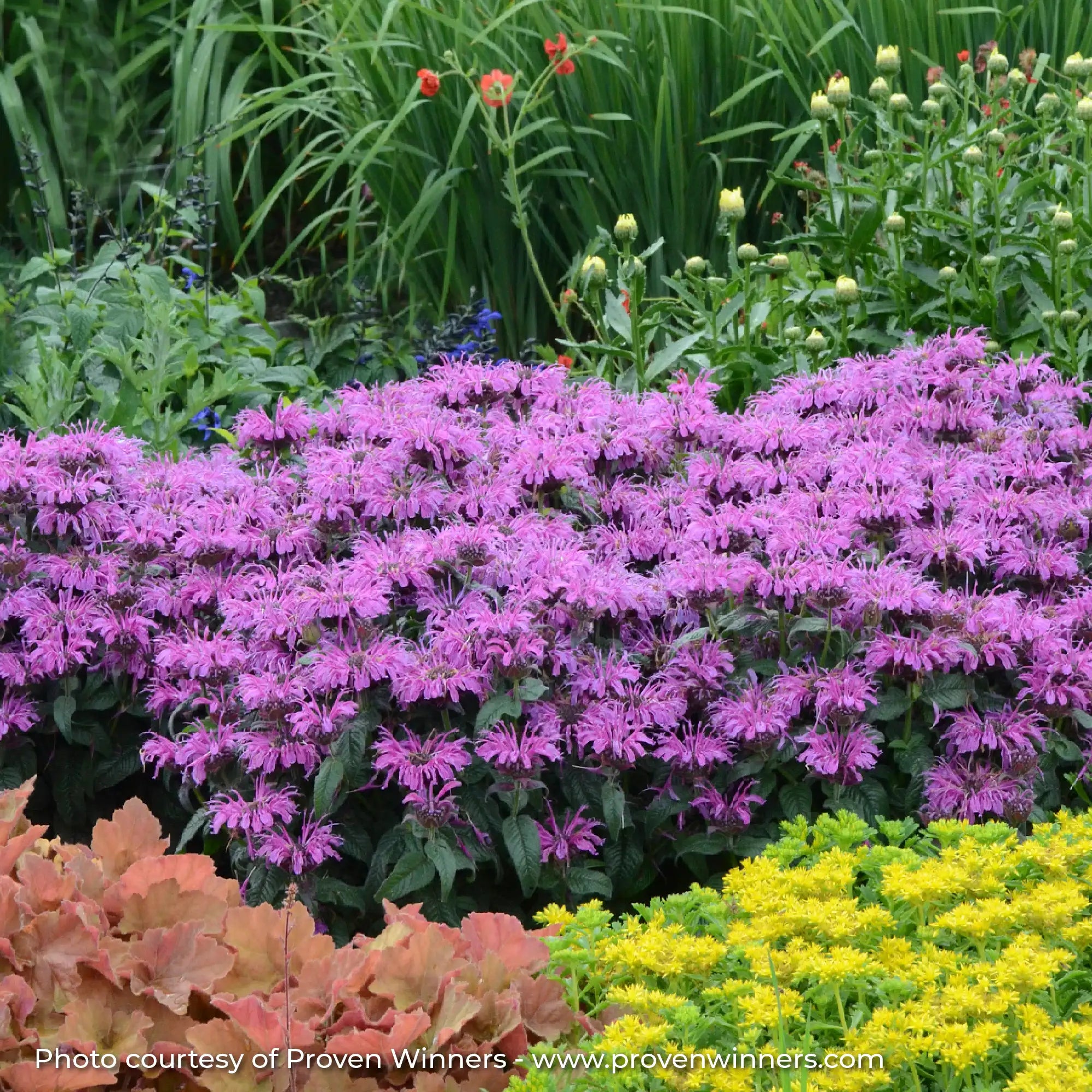 Light Pinkish Purple Bee Balm in a garden