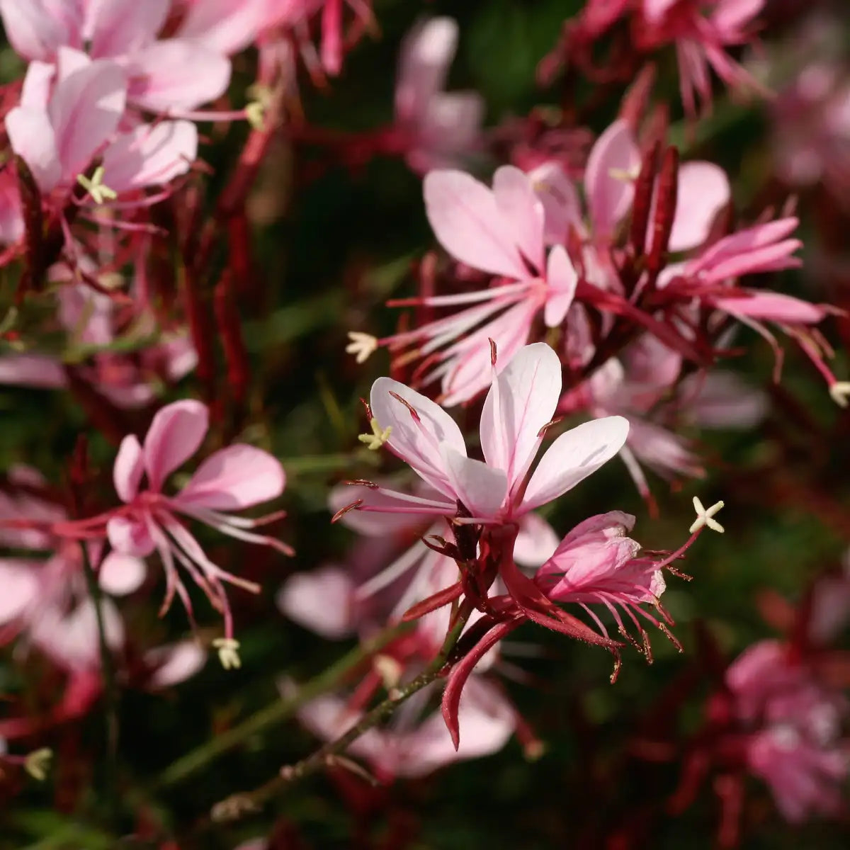 Close-up of Light Pink Bee Blossom