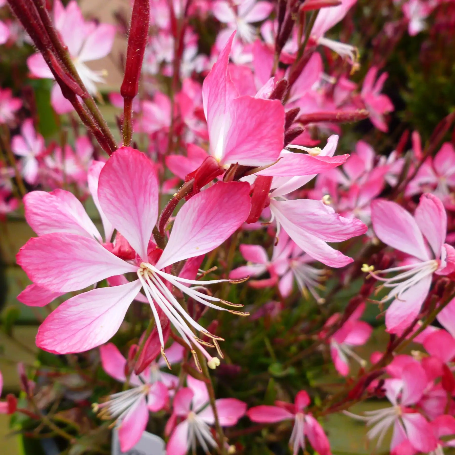 Close-up of Pink and White Bee Blossom flowers.