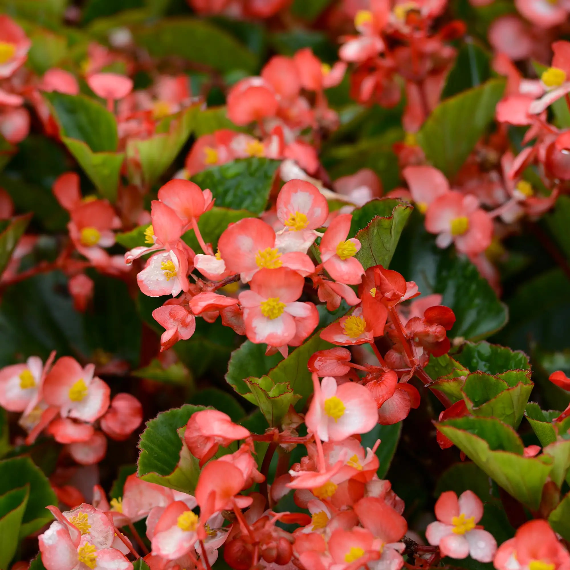 Begonia 'BabyWing® Bicolor'