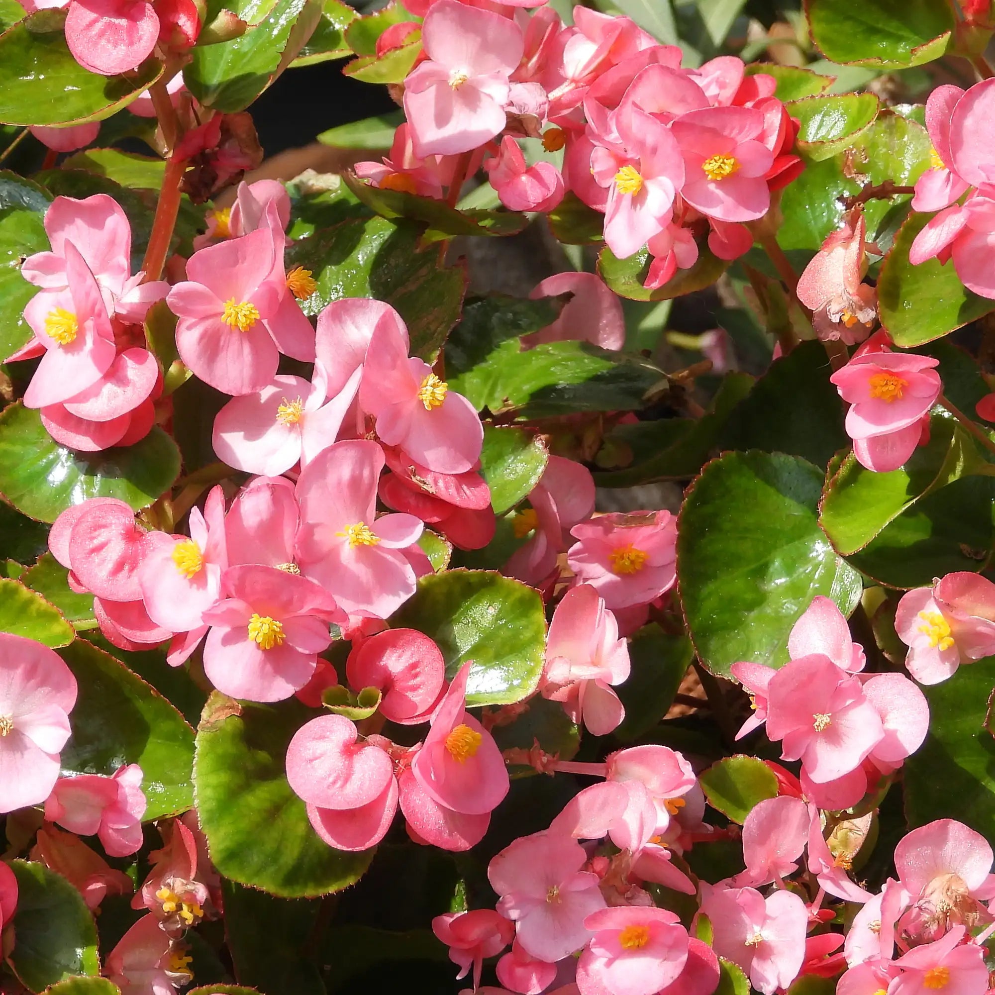 Begonia 'BabyWing® Pink'