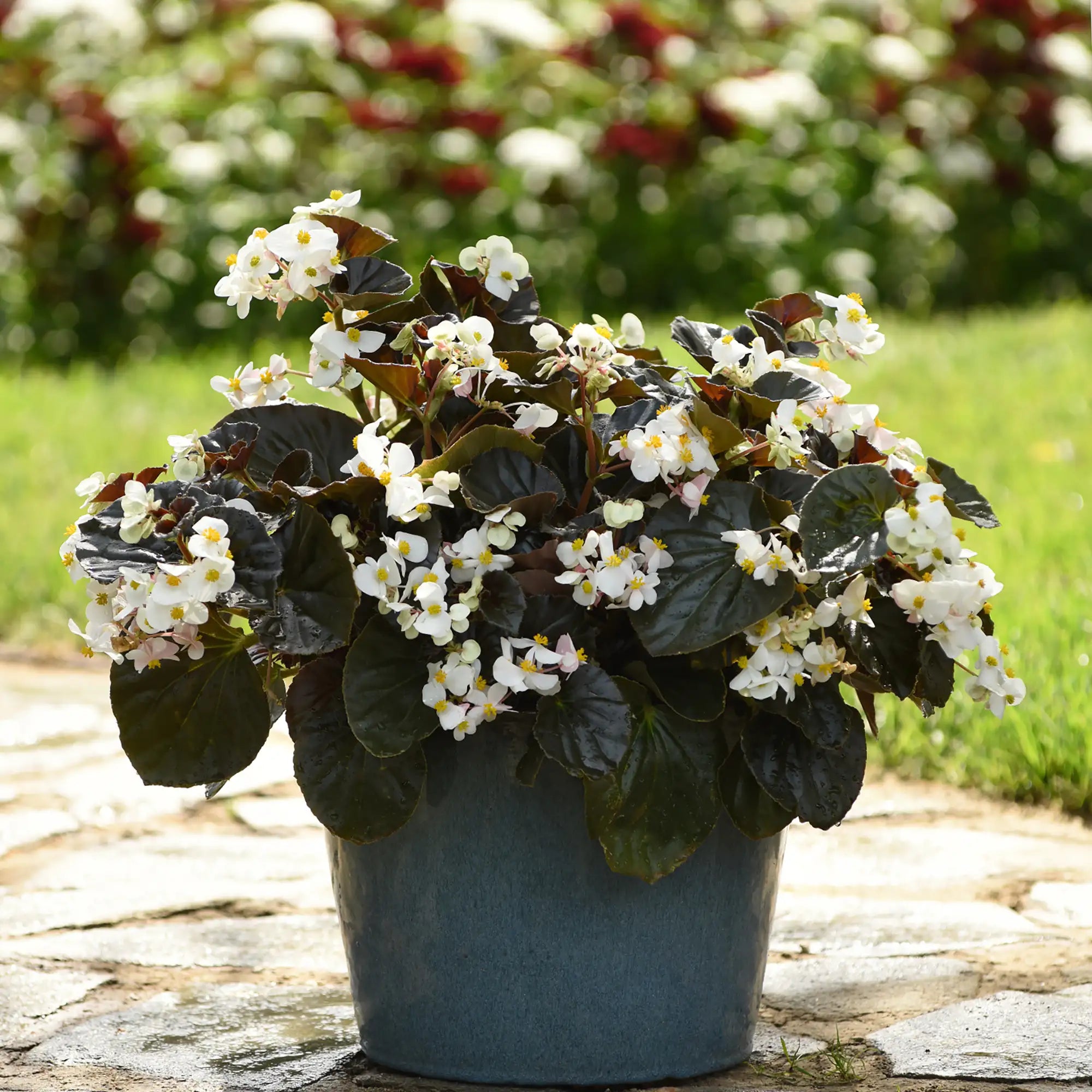 Begonia 'BabyWing® White Bronze Leaf'