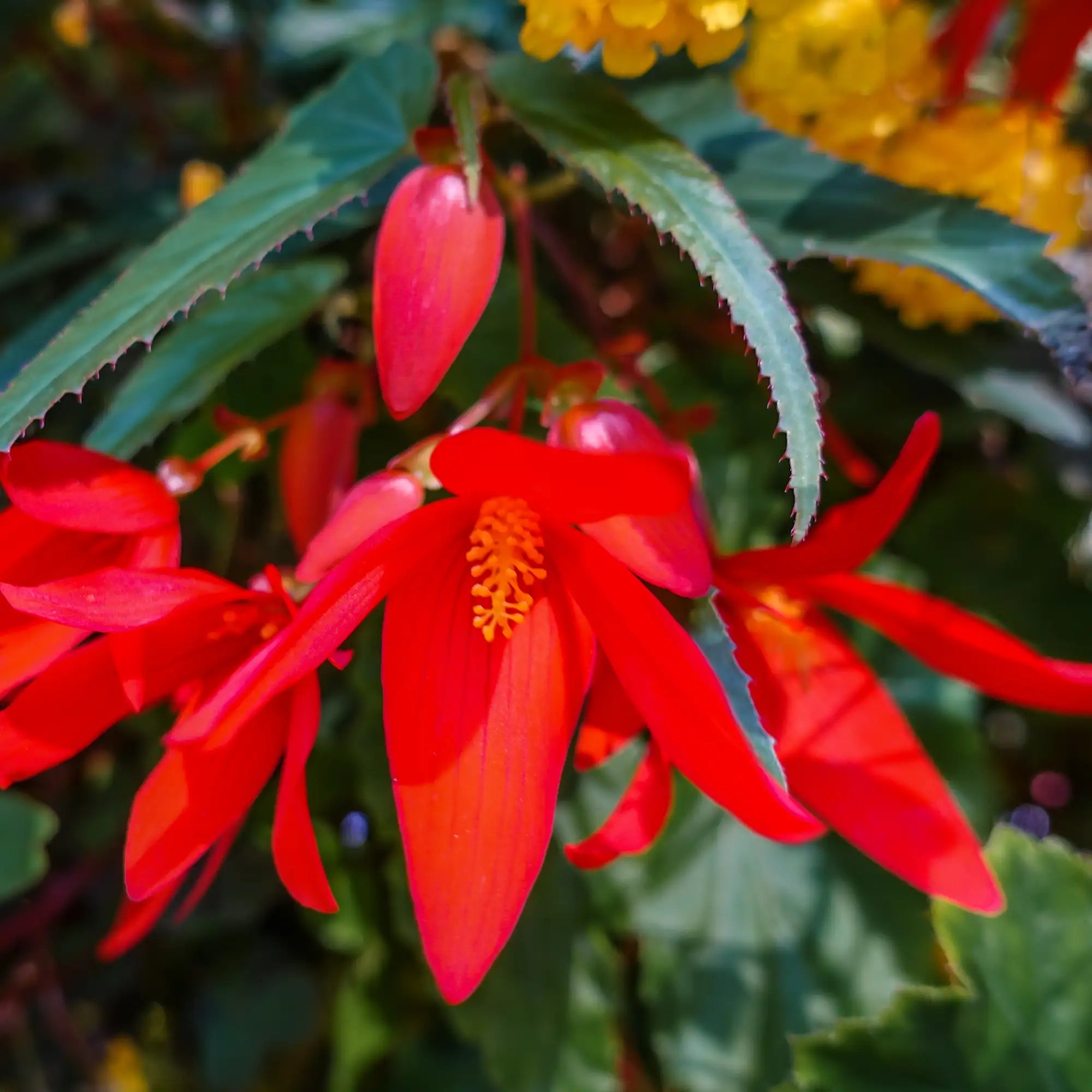 Begonia Tuberous 'Beauvilia® Red'