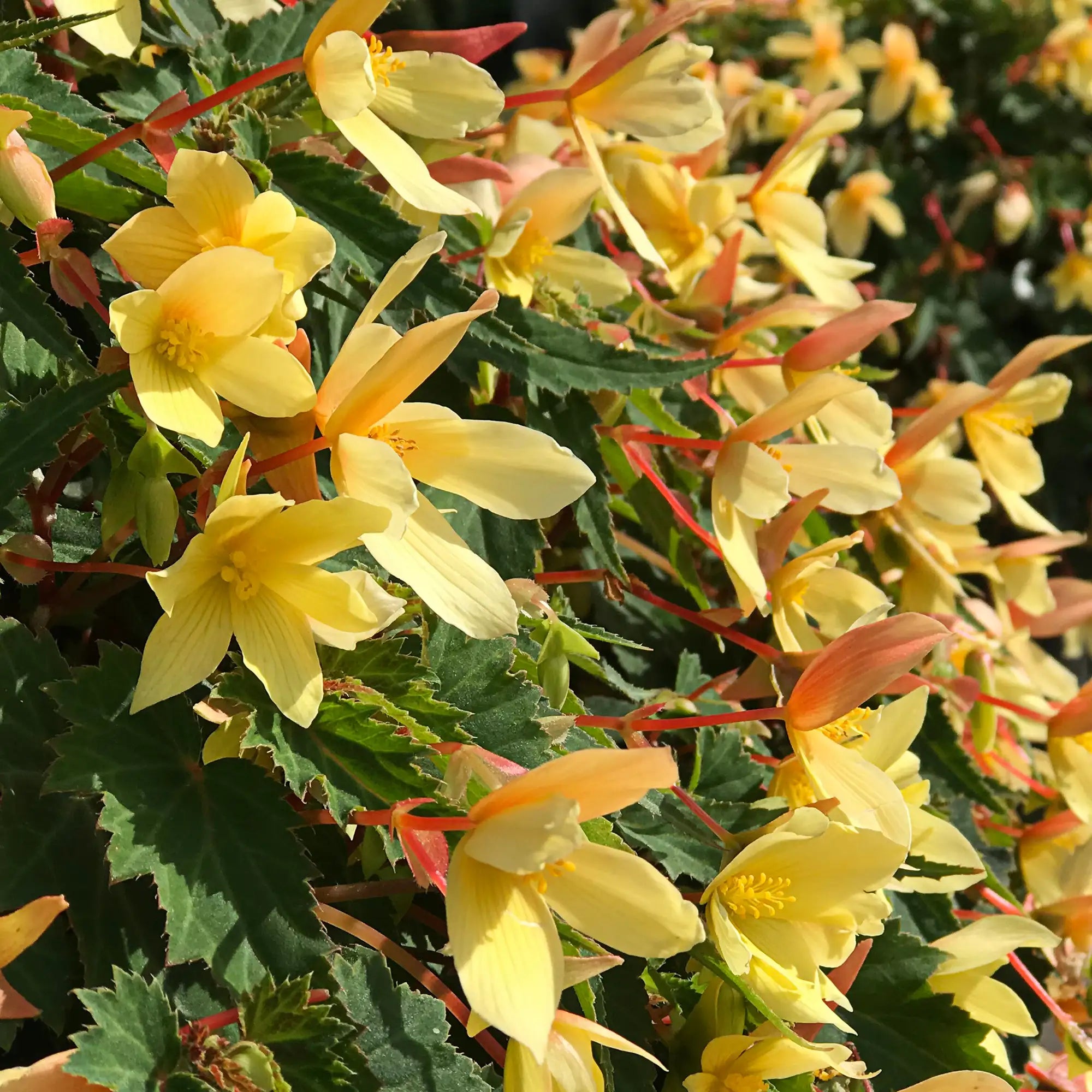 Begonia Tuberous 'Beauvilia® Yellow'