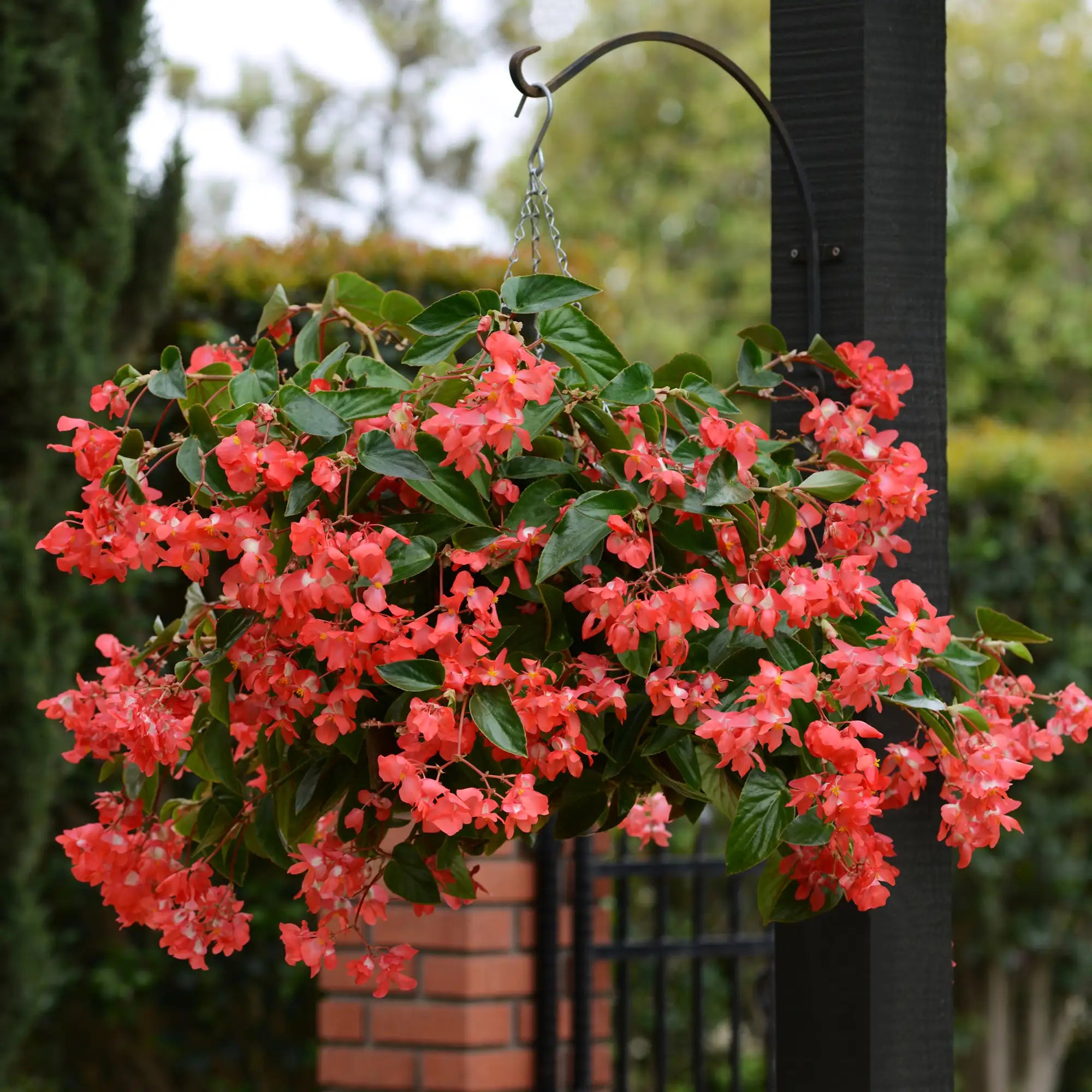 Begonia 'Dragon Wing® Red'