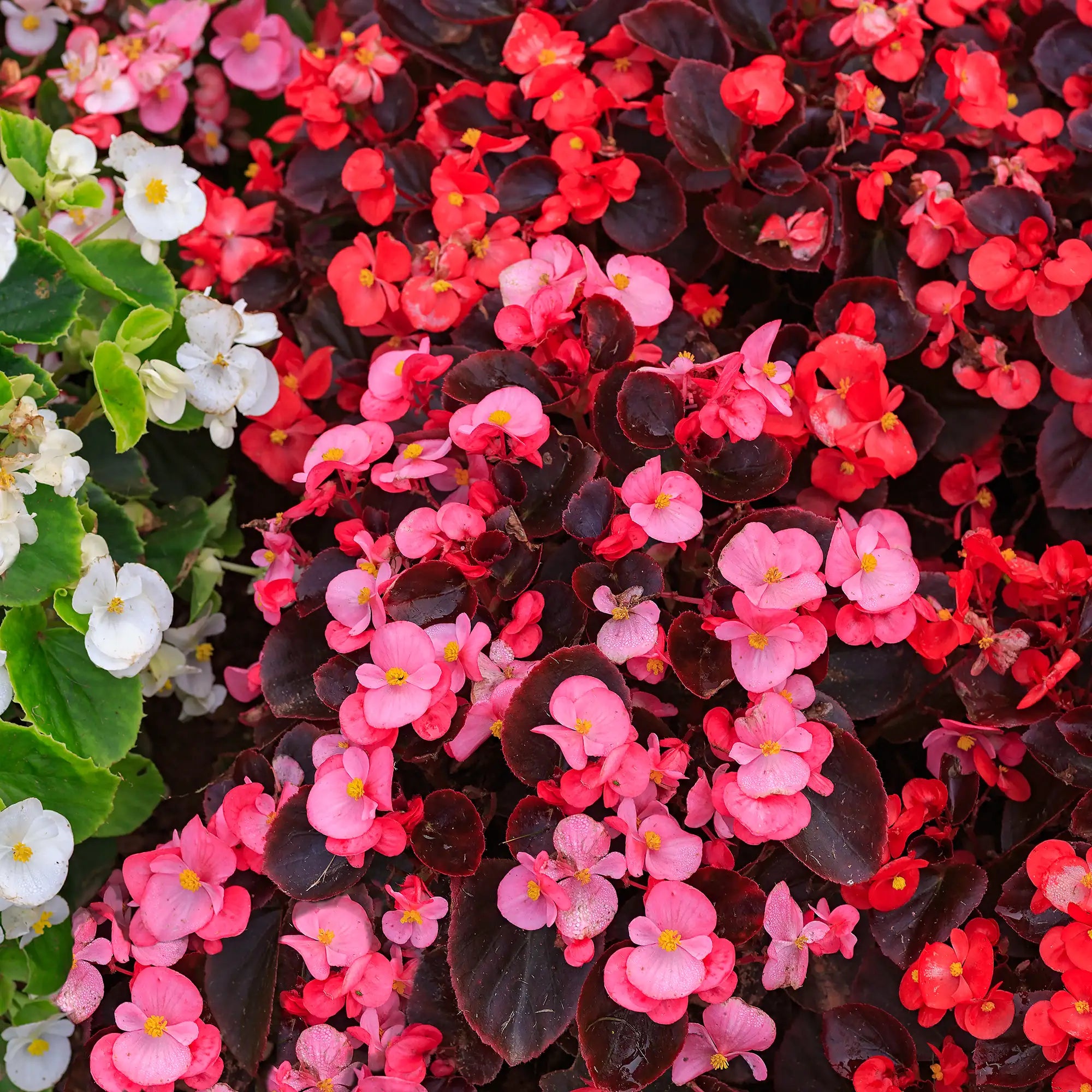 Begonia Fibrous 'Nightlife Pink'