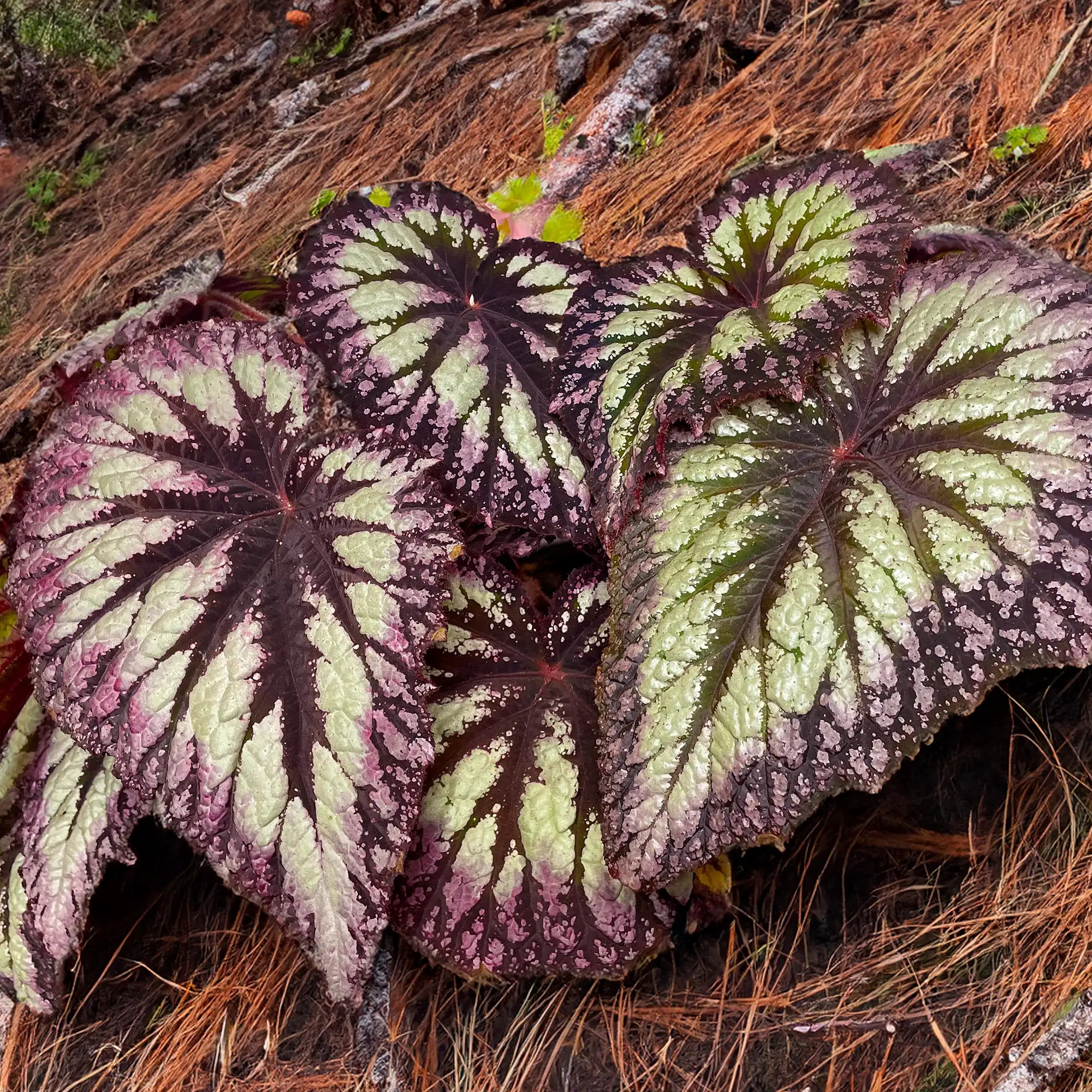 Begonia Rex 'SPIRIT™ of Flores'