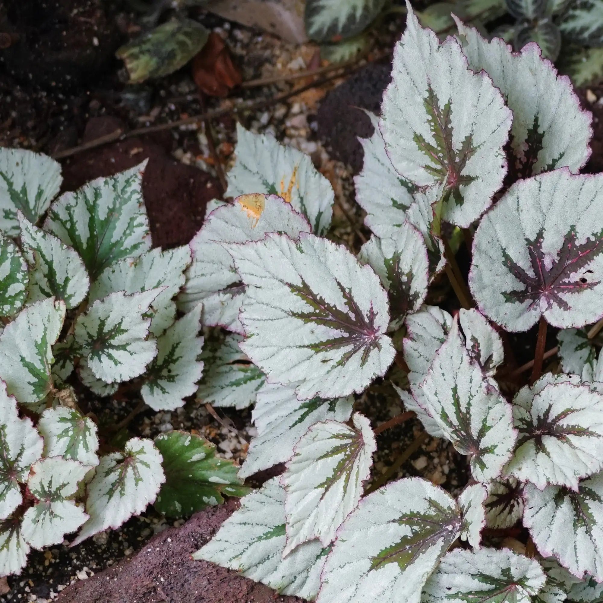 Begonia Rex 'SPIRIT™ of Java'