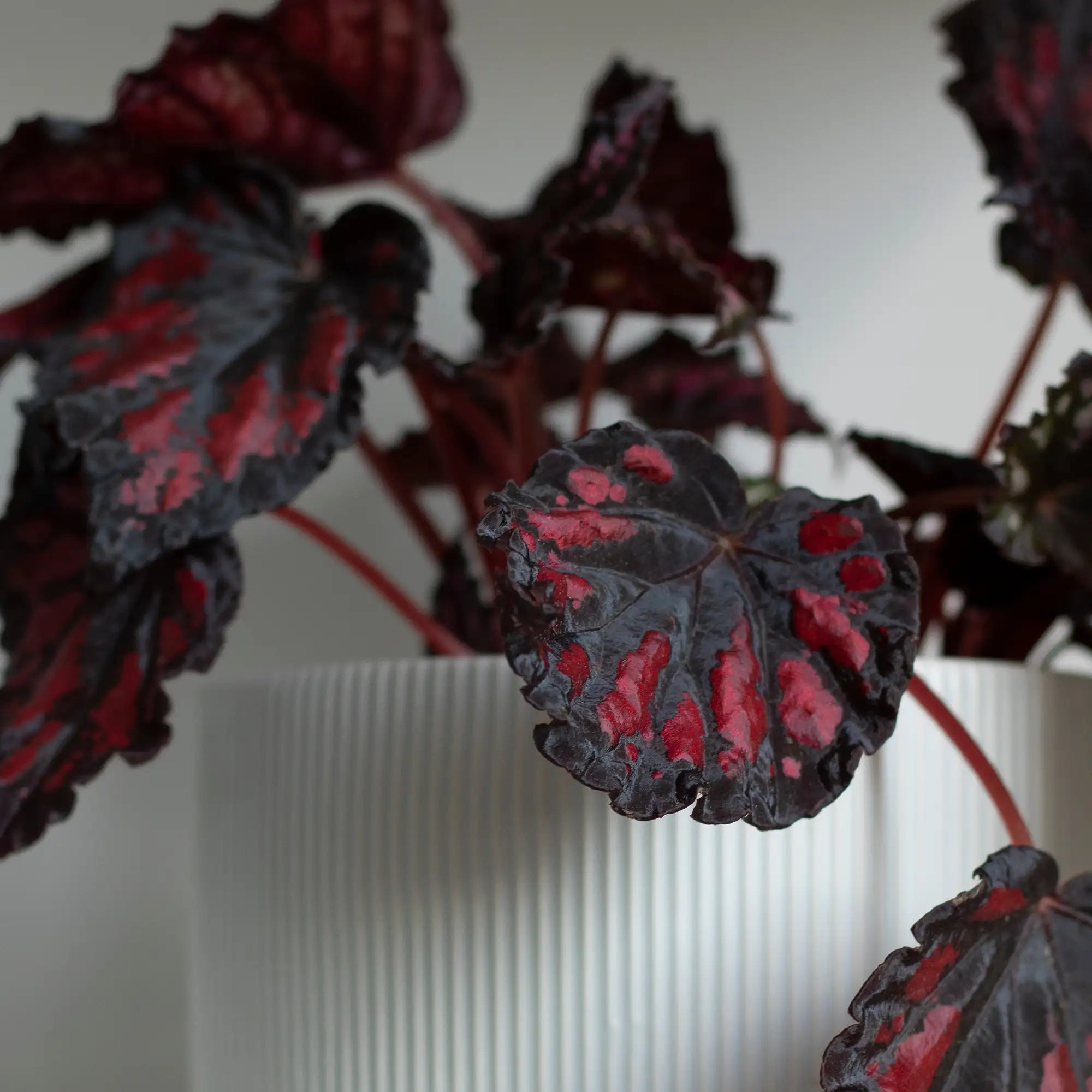 Begonia Rex 'SPIRIT™ of Madagascar'
