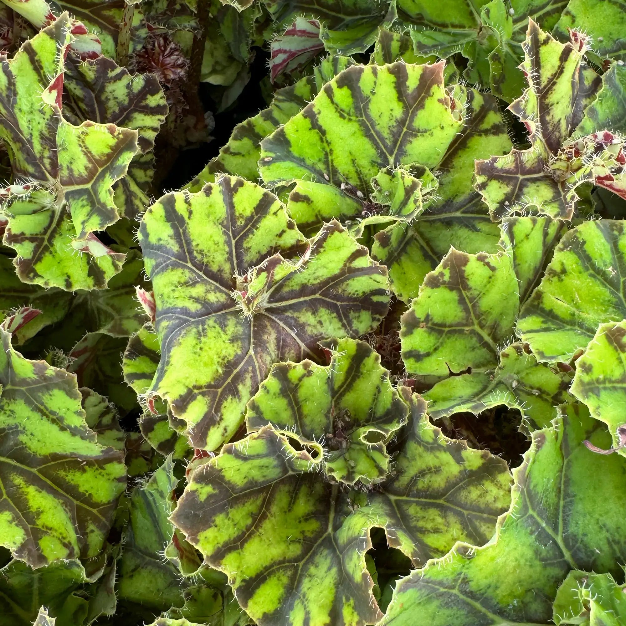 Begonia Rex 'SPIRIT™ of Mauritius'