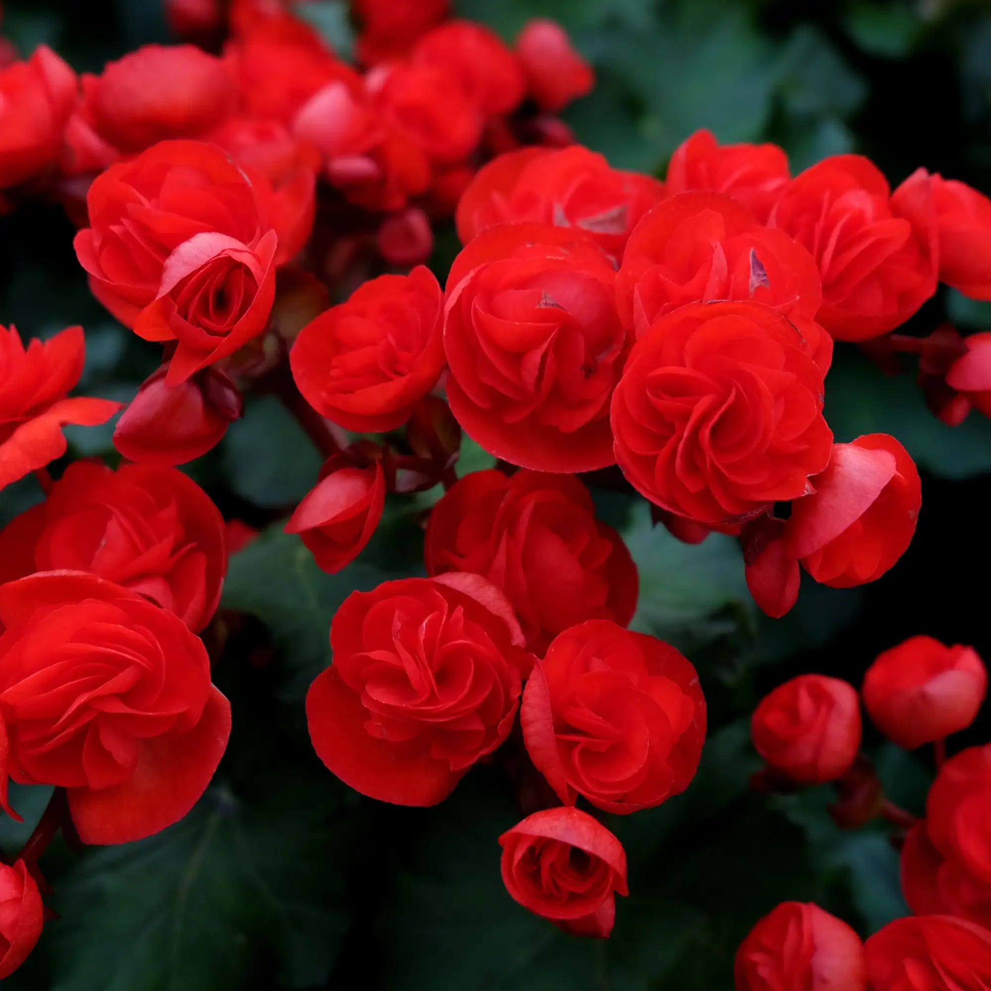 Begonia Rieger 'Baladin'