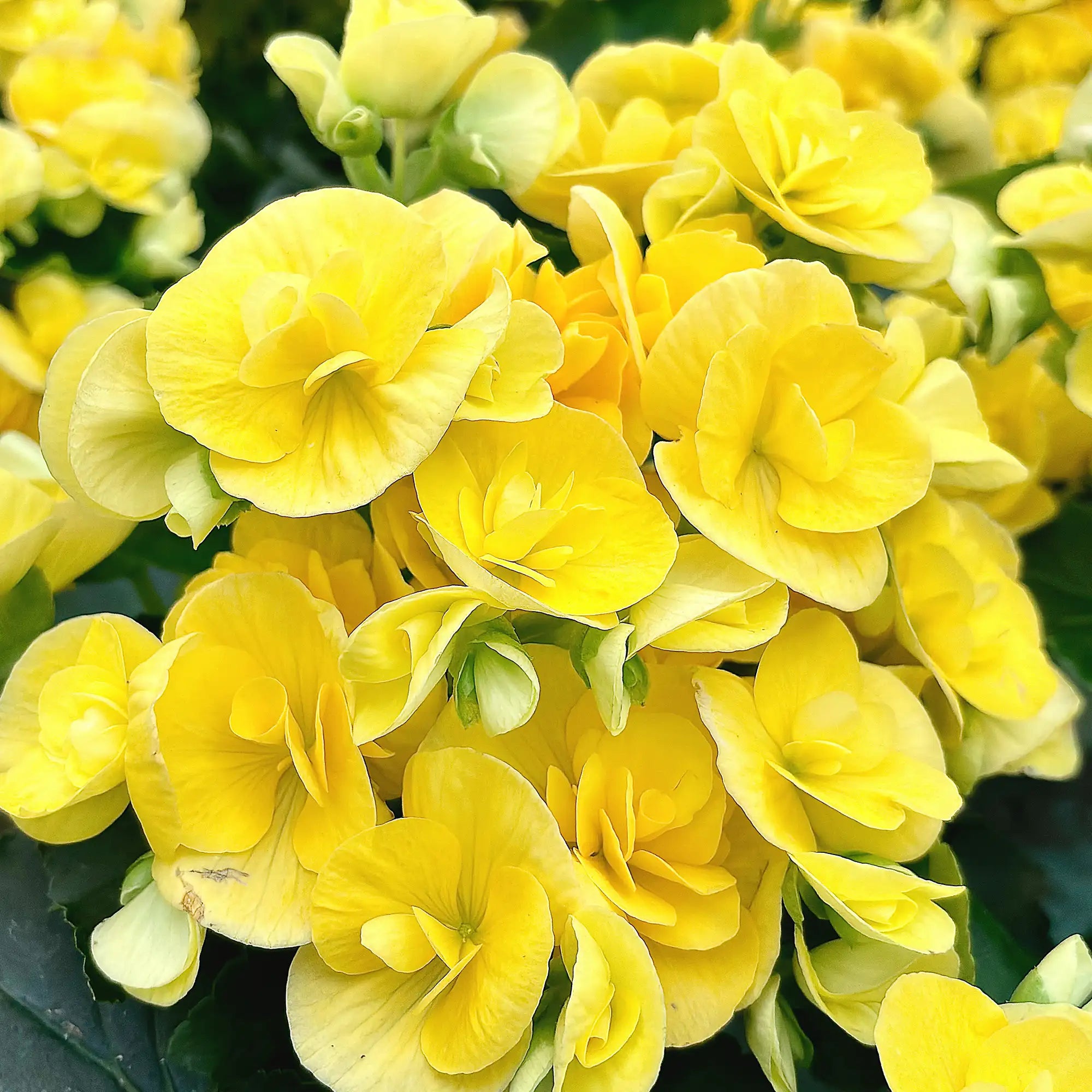Begonia Rieger 'Blitz'