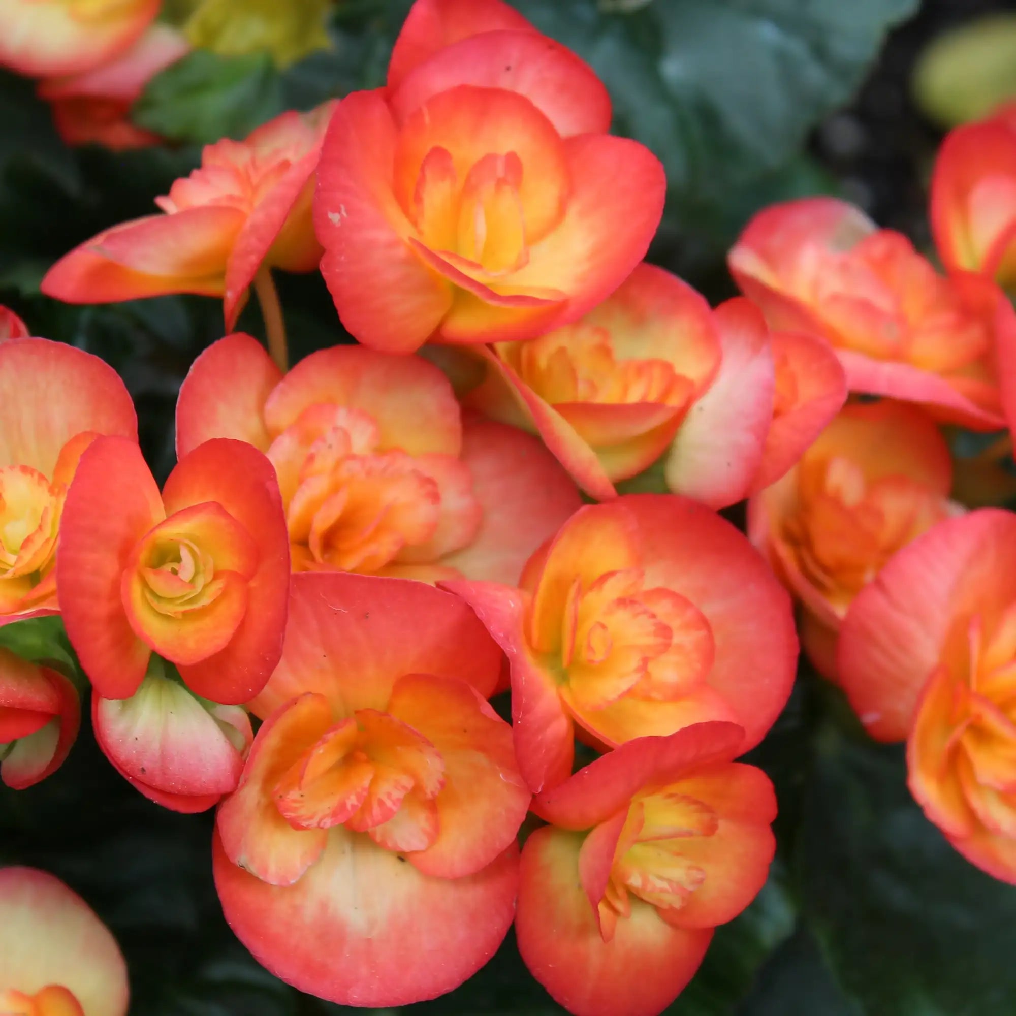 Begonia Rieger 'Carneval'