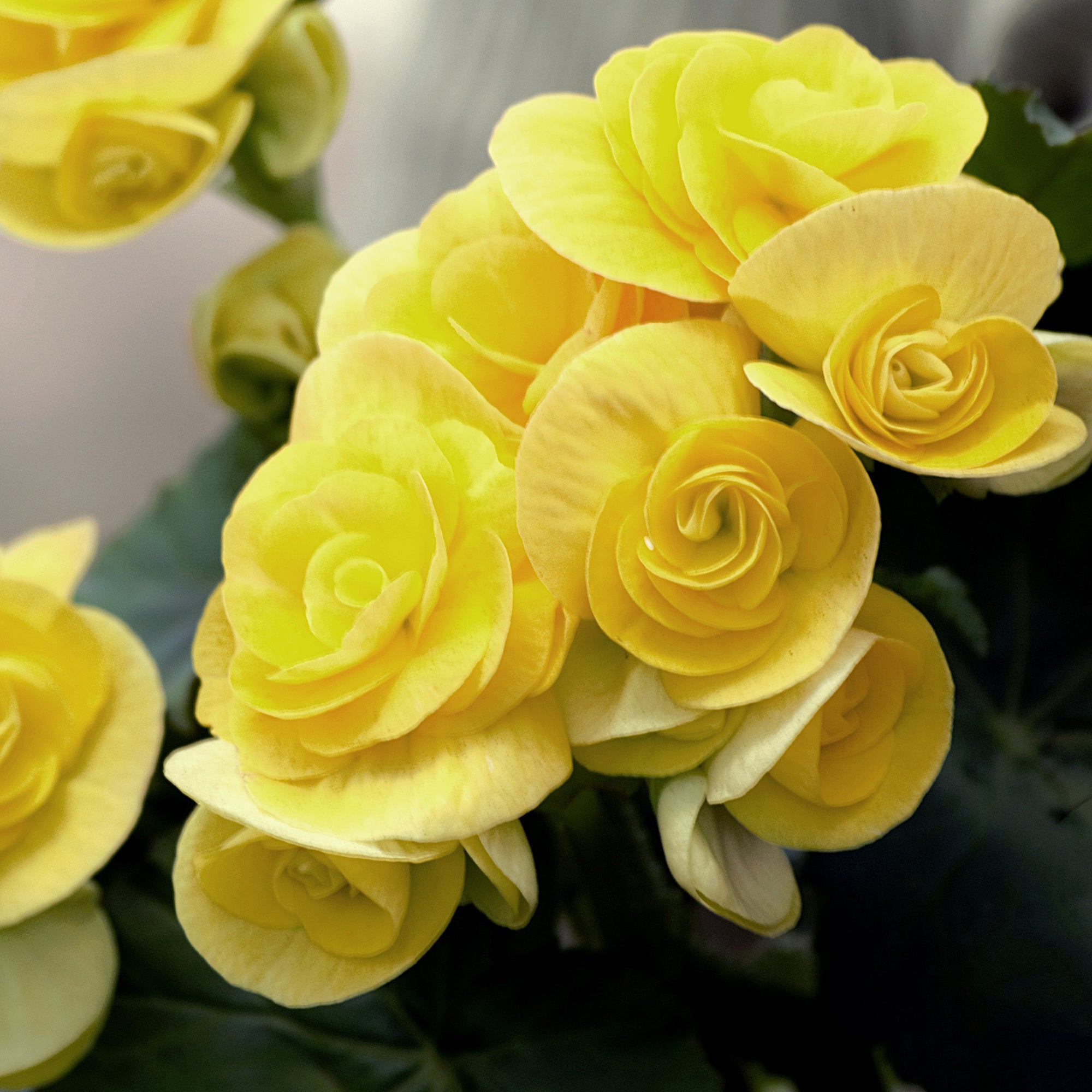 Begonia 'Solenia® Yellow'
