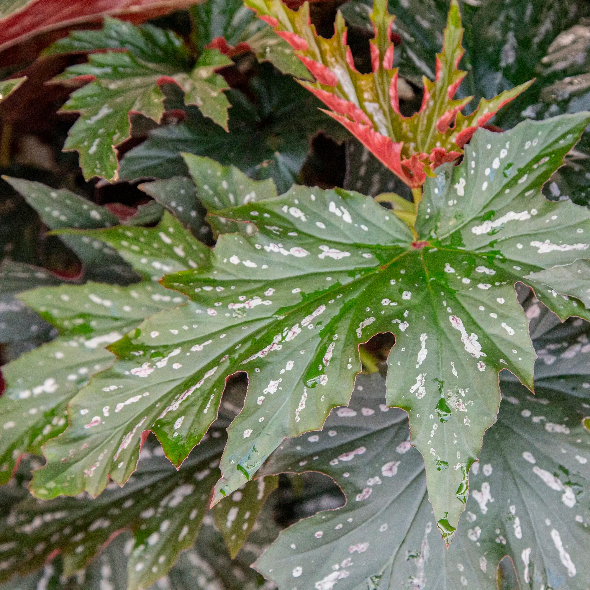 Begonia Angel Wing 'Sophia'