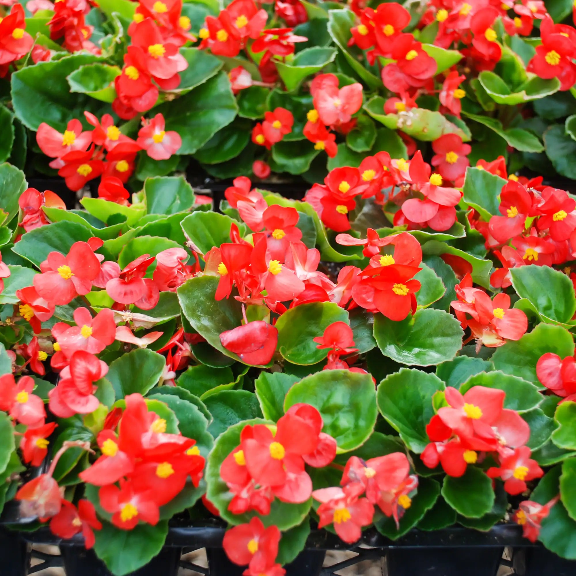 Begonia Fibrous 'Topspin™ Scarlet'