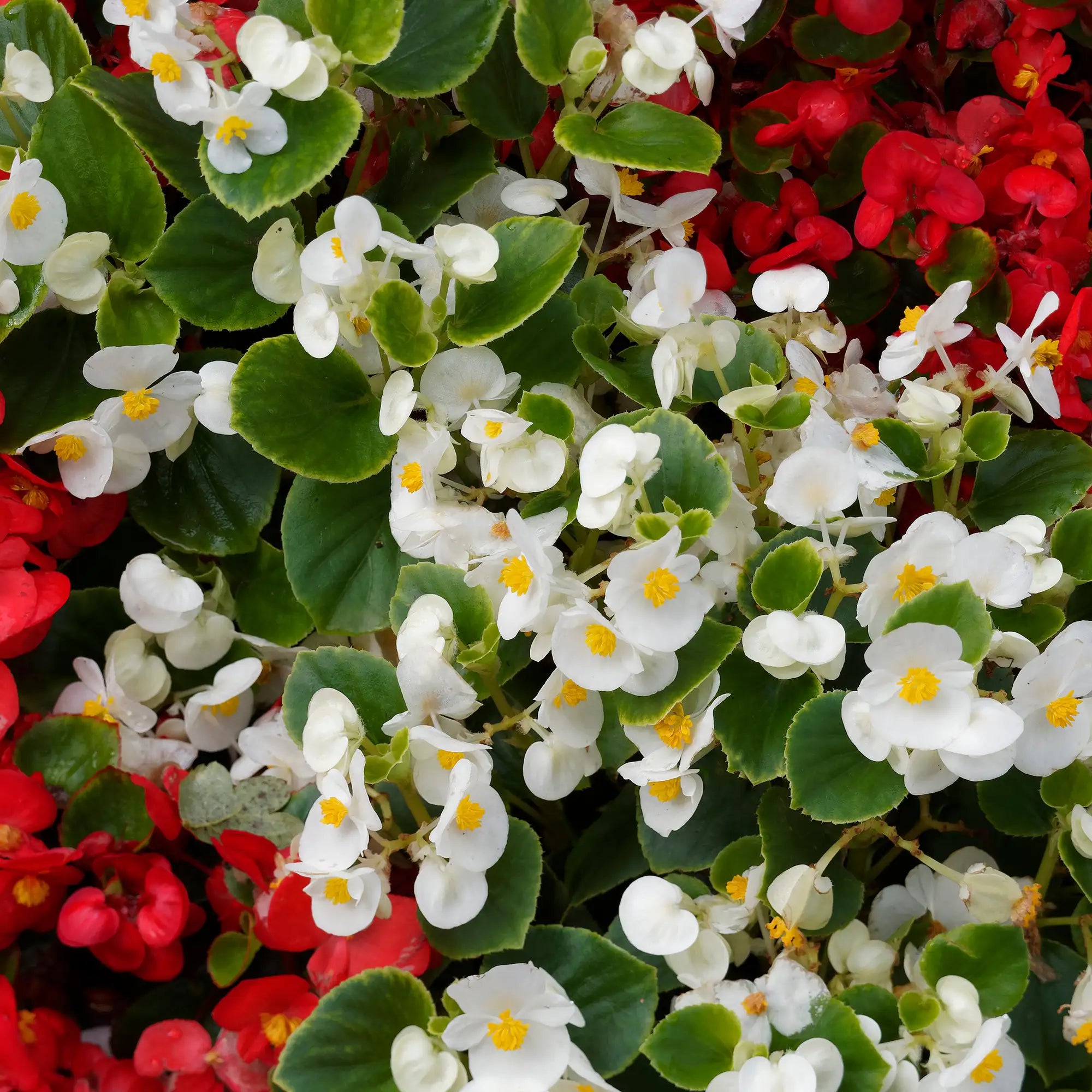 Begonia Fibrous 'Topspin™ White'