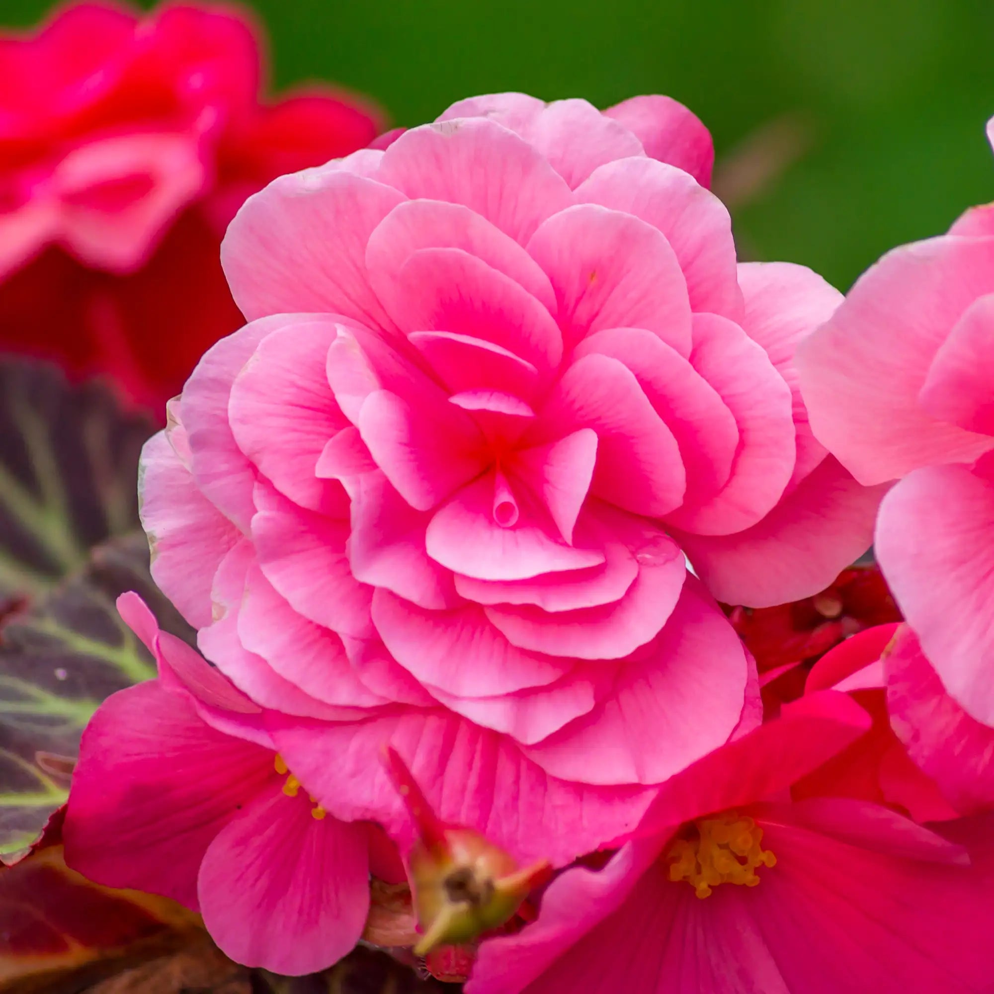 Begonia Tuberous 'Nonstop® Mocca Pink Shades'