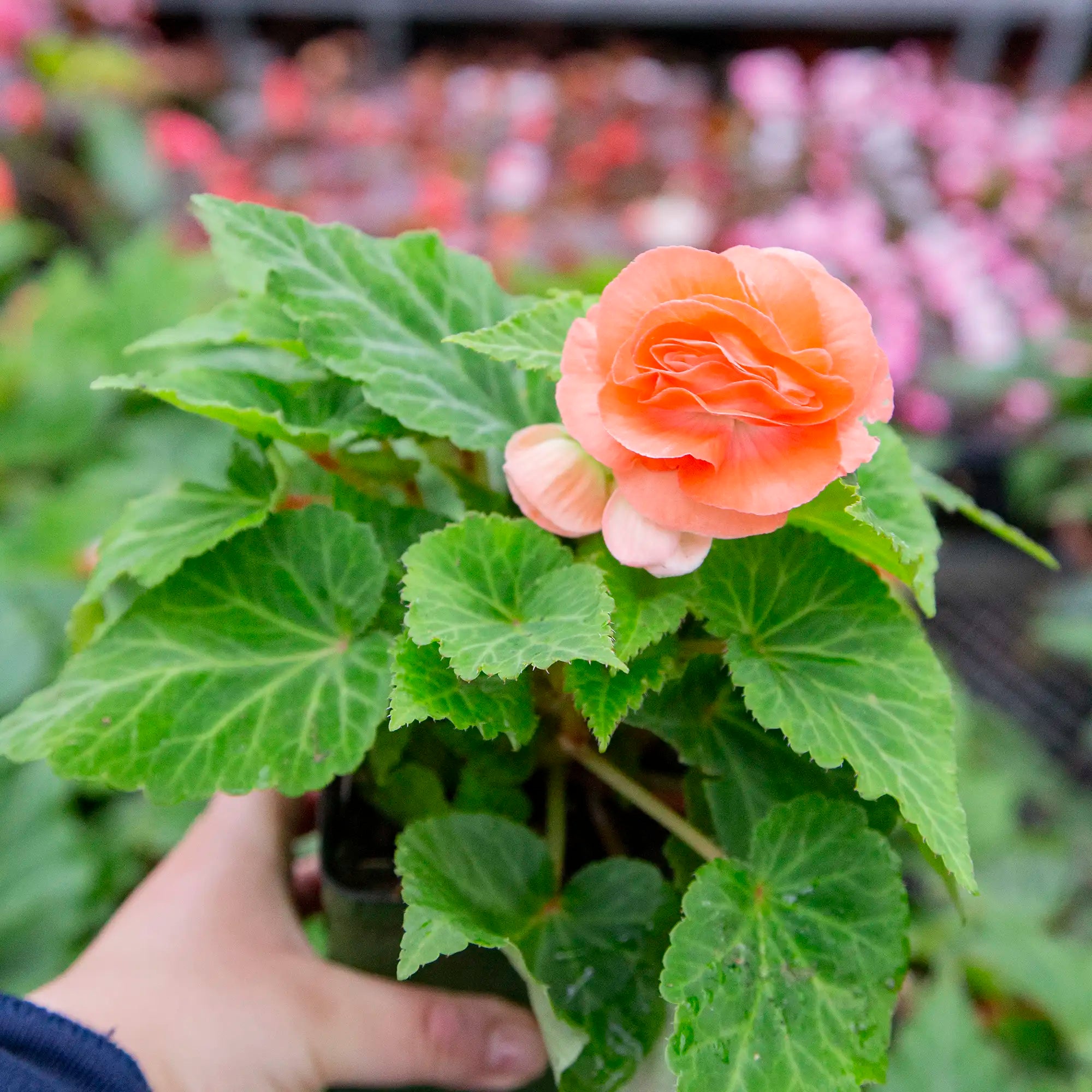 Begonia Tuberous 'Nonstop® Salmon'