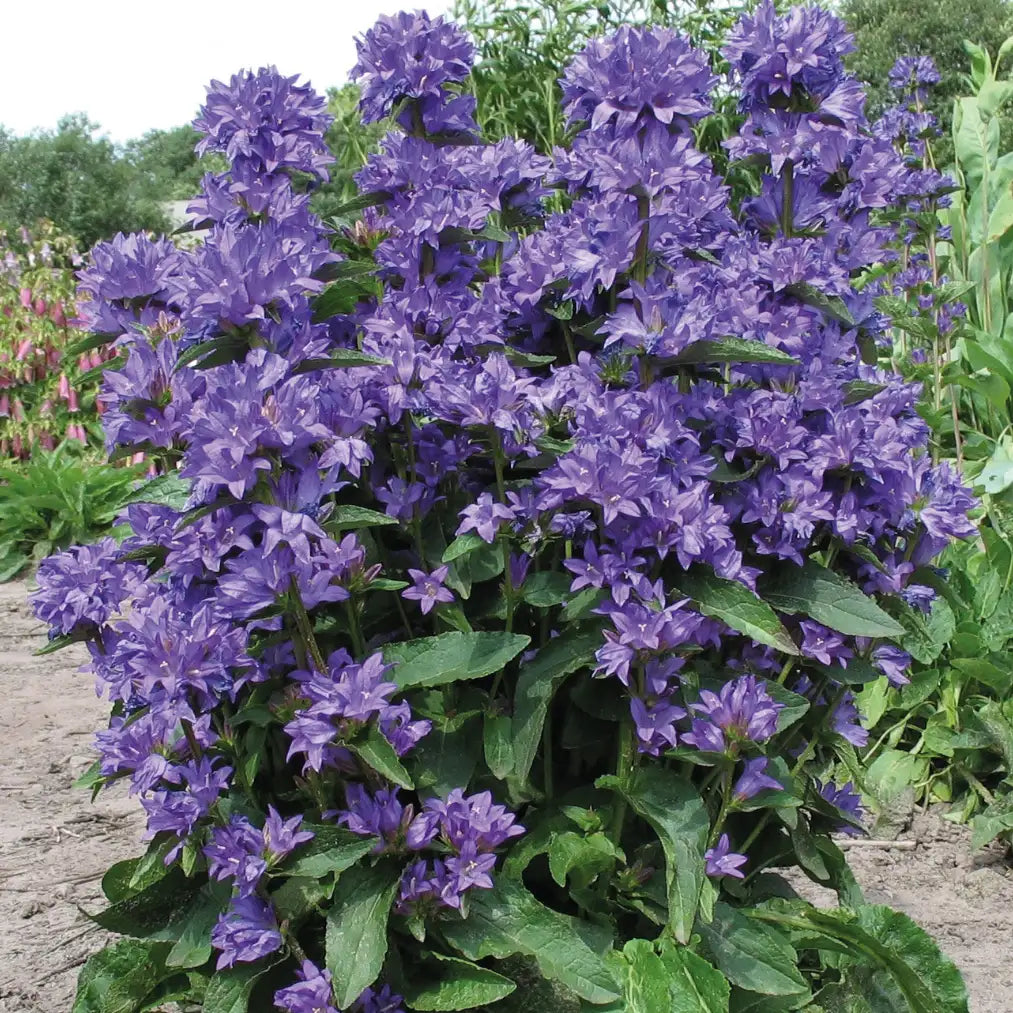 Dark Purple Campanula, also known as Bellflower, in a garden.