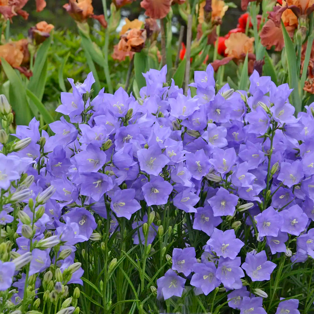 Bellflower 'Takion Blue'