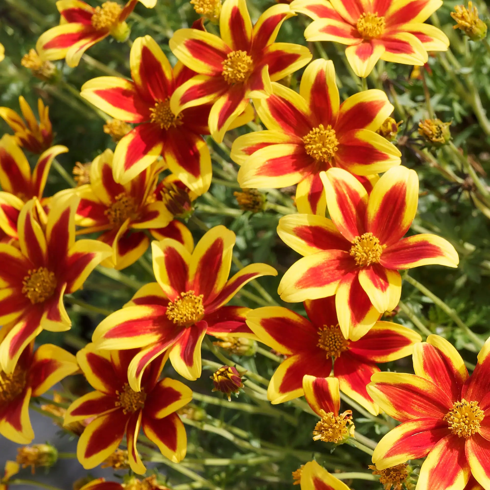 Bidens 'Blazing Star'
