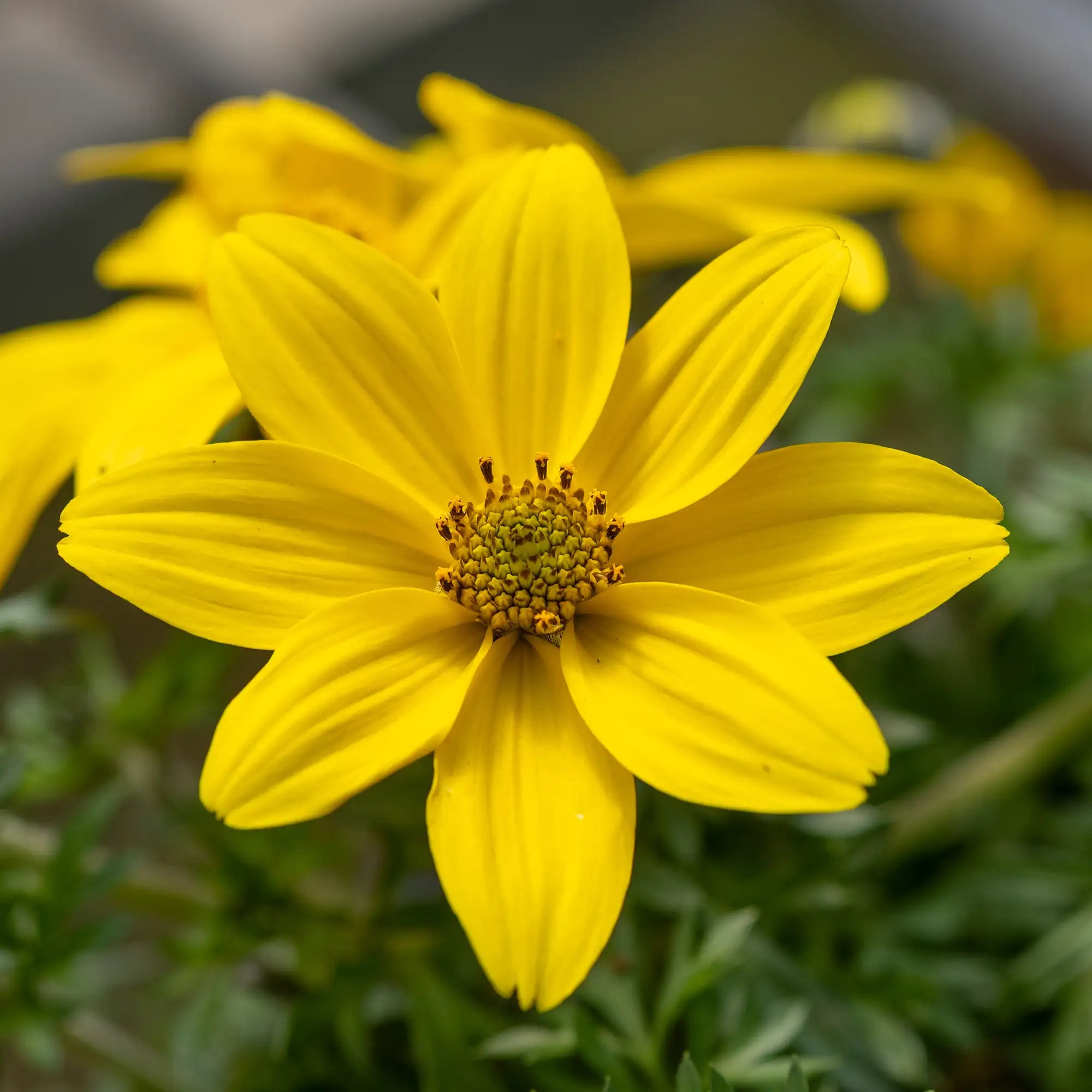 Bidens 'Mega Charm'