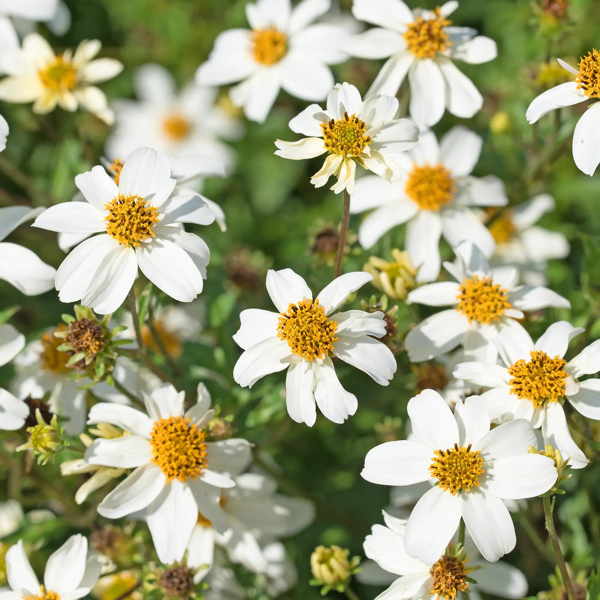 Bidens 'White Delight™'