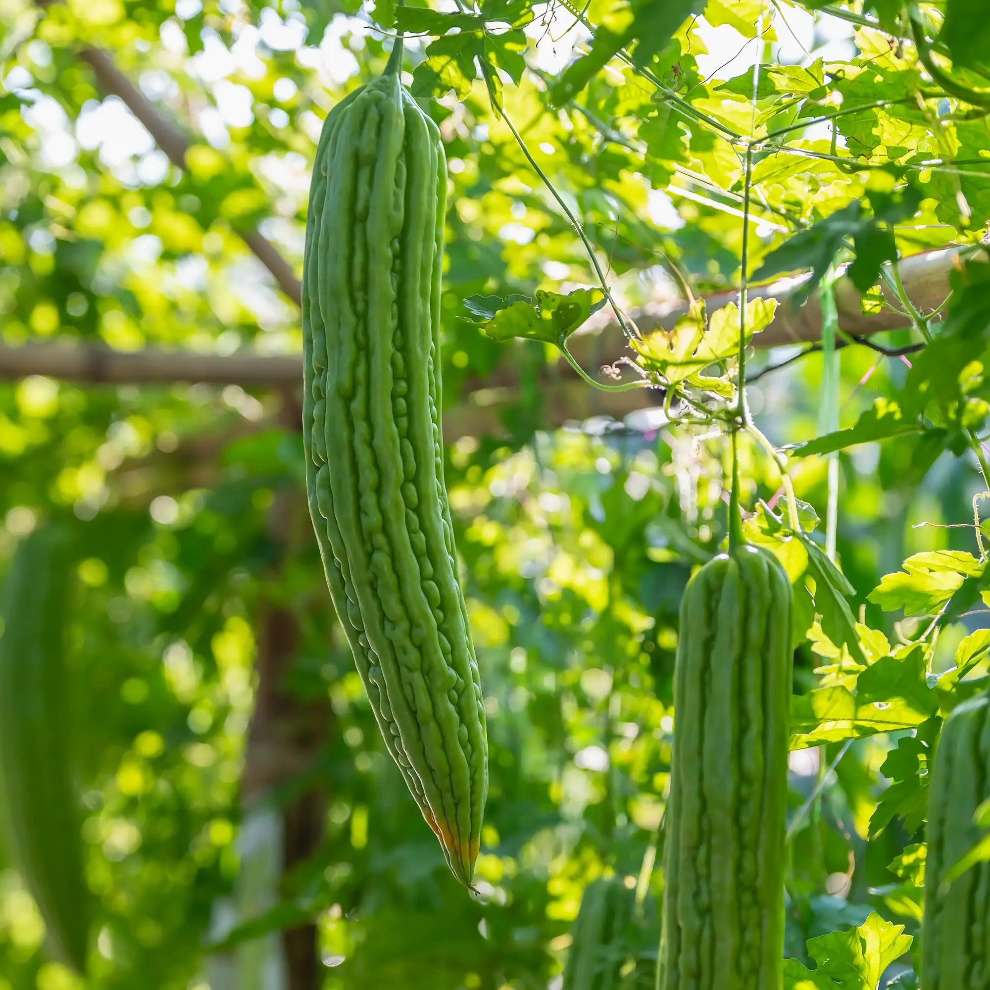 Bitter Melon 'Joy Green'