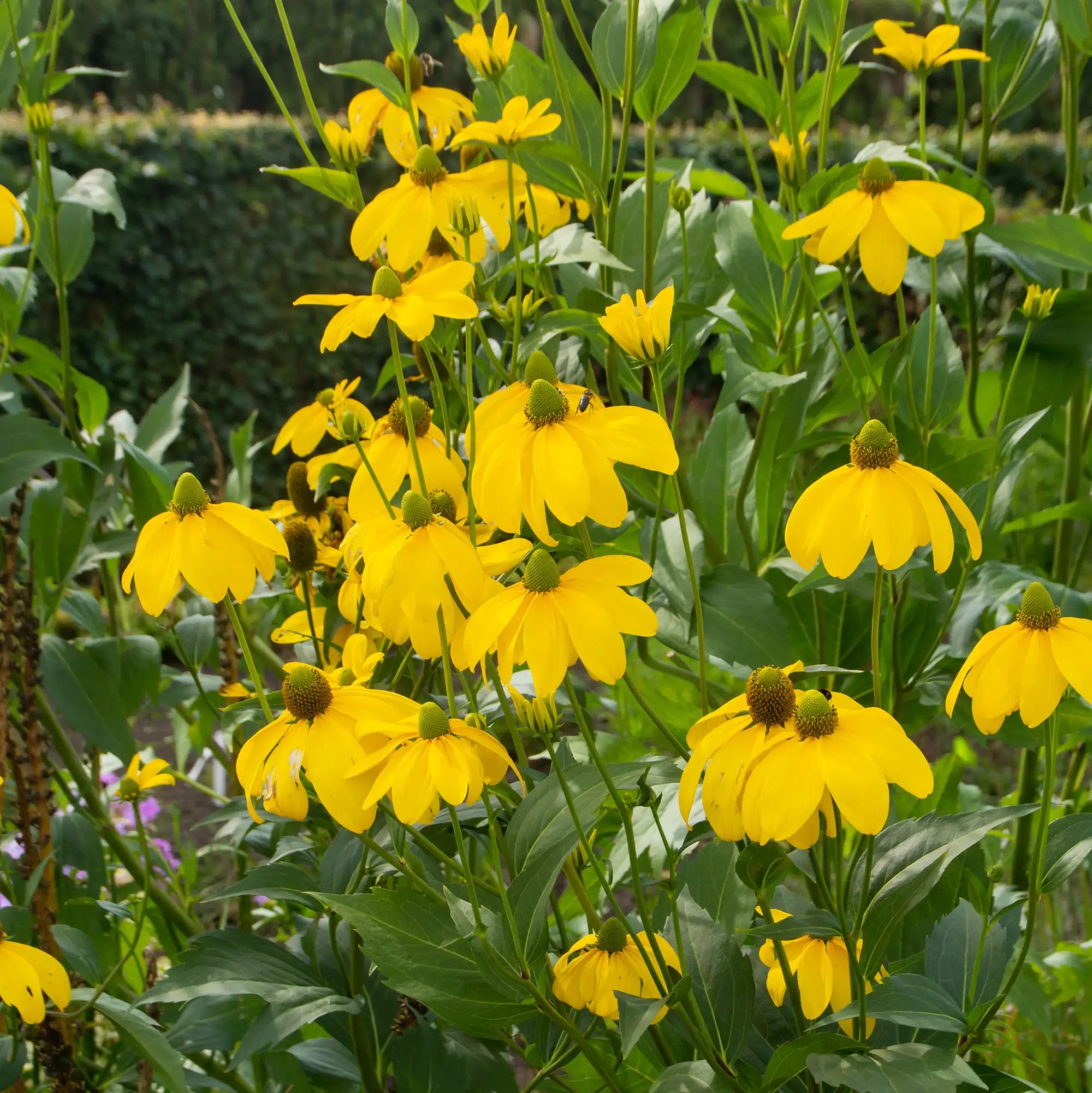 Vibrant Yellow Black-Eyed Susan in a garden.