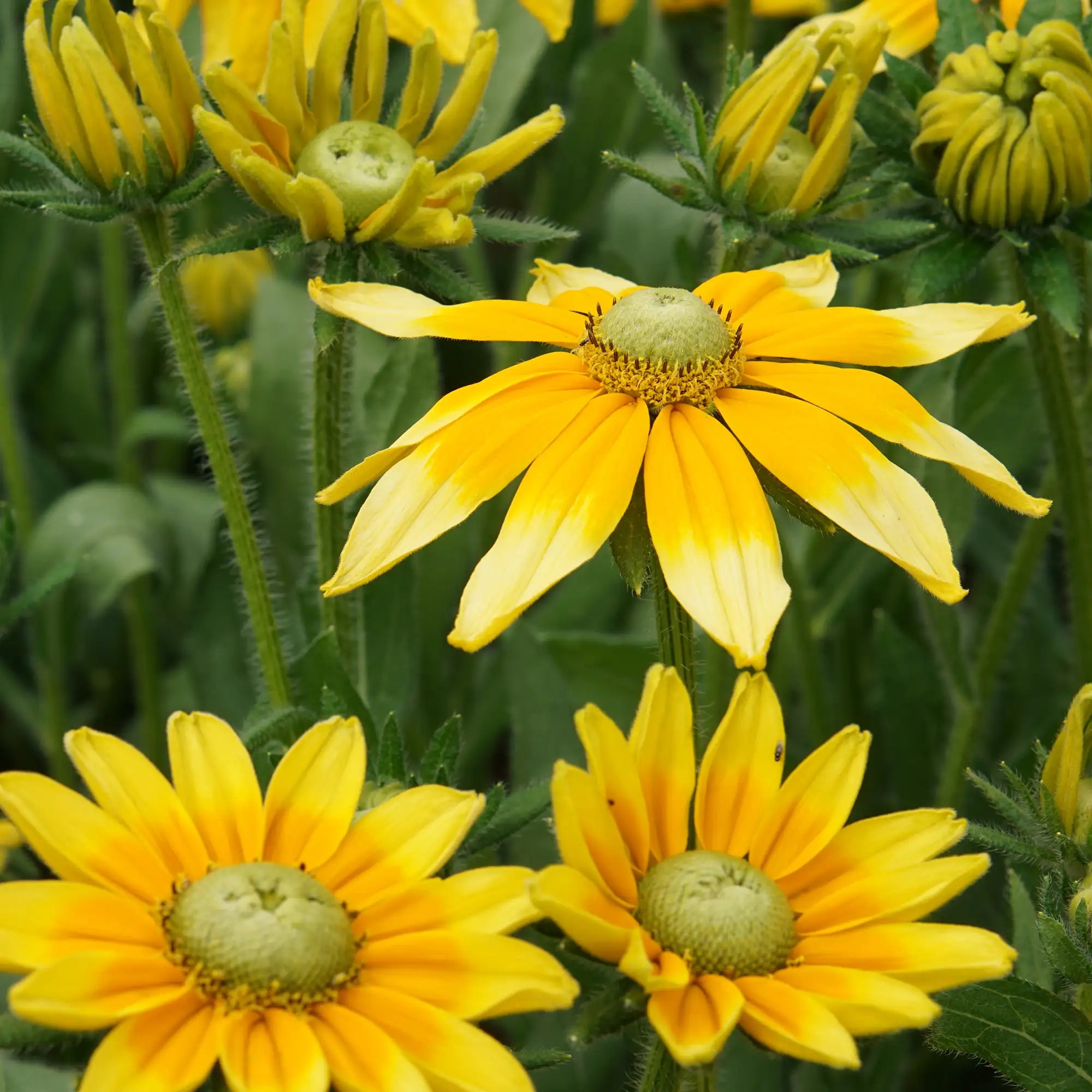 Black Eyed Susan 'Prairie Sun'
